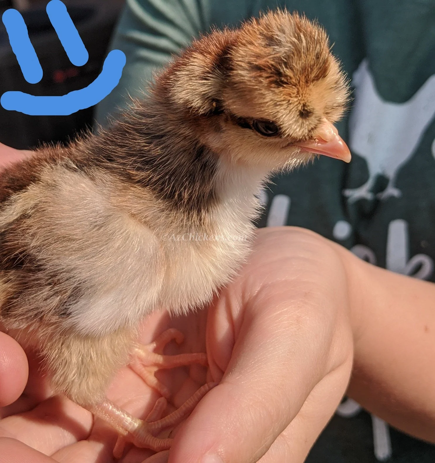 Blue Egg, Blue Laced & Speckled Trio – Buy 6 + 6 Bonus Free (12 Female Chicks, Shipping Included) - Image 7
