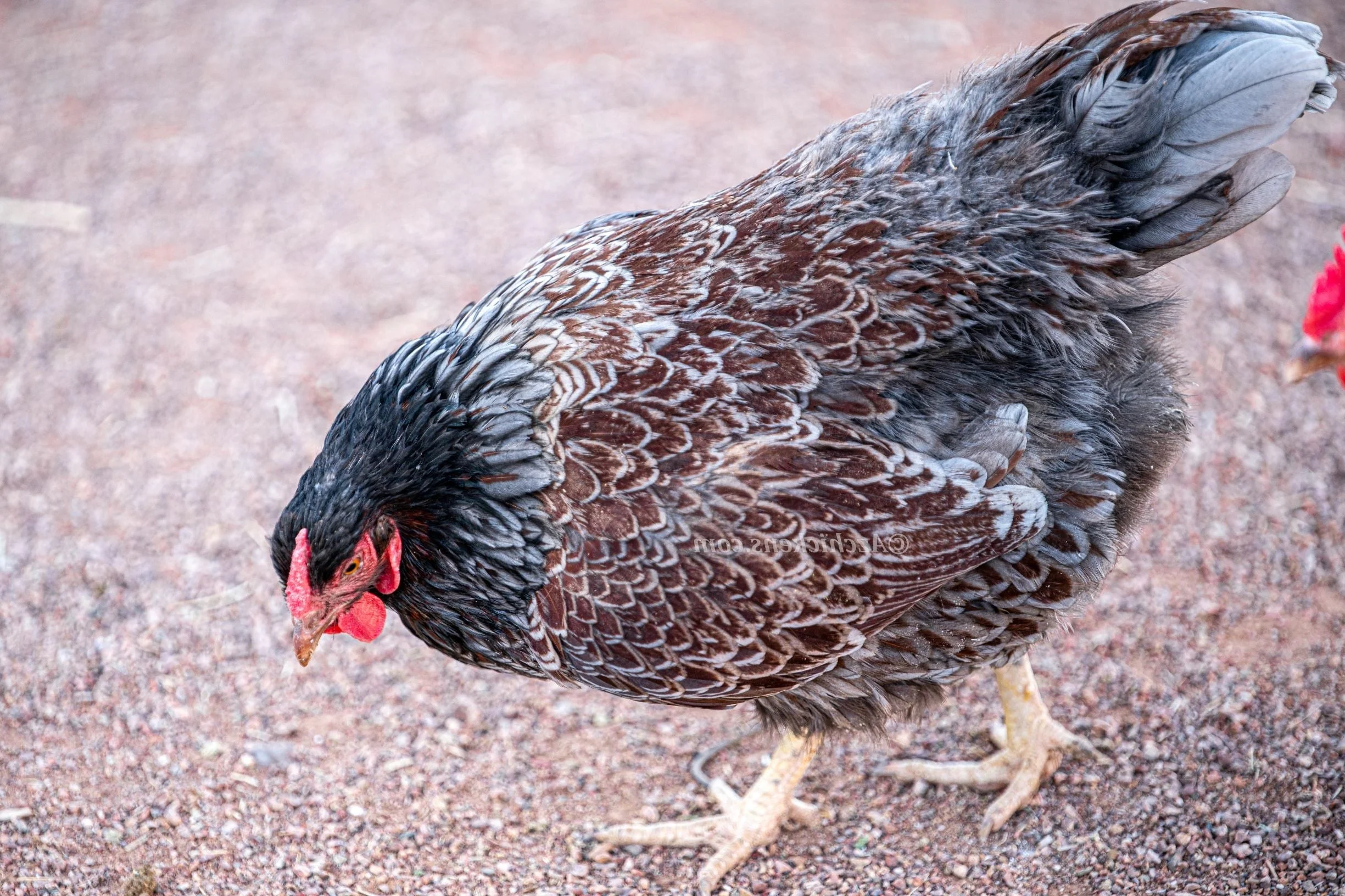 Blue Laced Red Wyandotte Chicks – Buy 6 + 4 Bonus Free (10 Females Total, Shipping Included) - Image 2