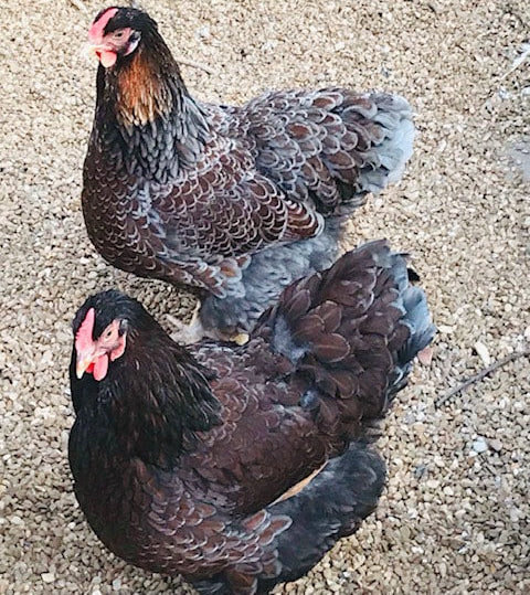 Blue Laced Red Wyandotte Chicks – Buy 6 + 4 Bonus Free (10 Females Total, Shipping Included) - Image 4