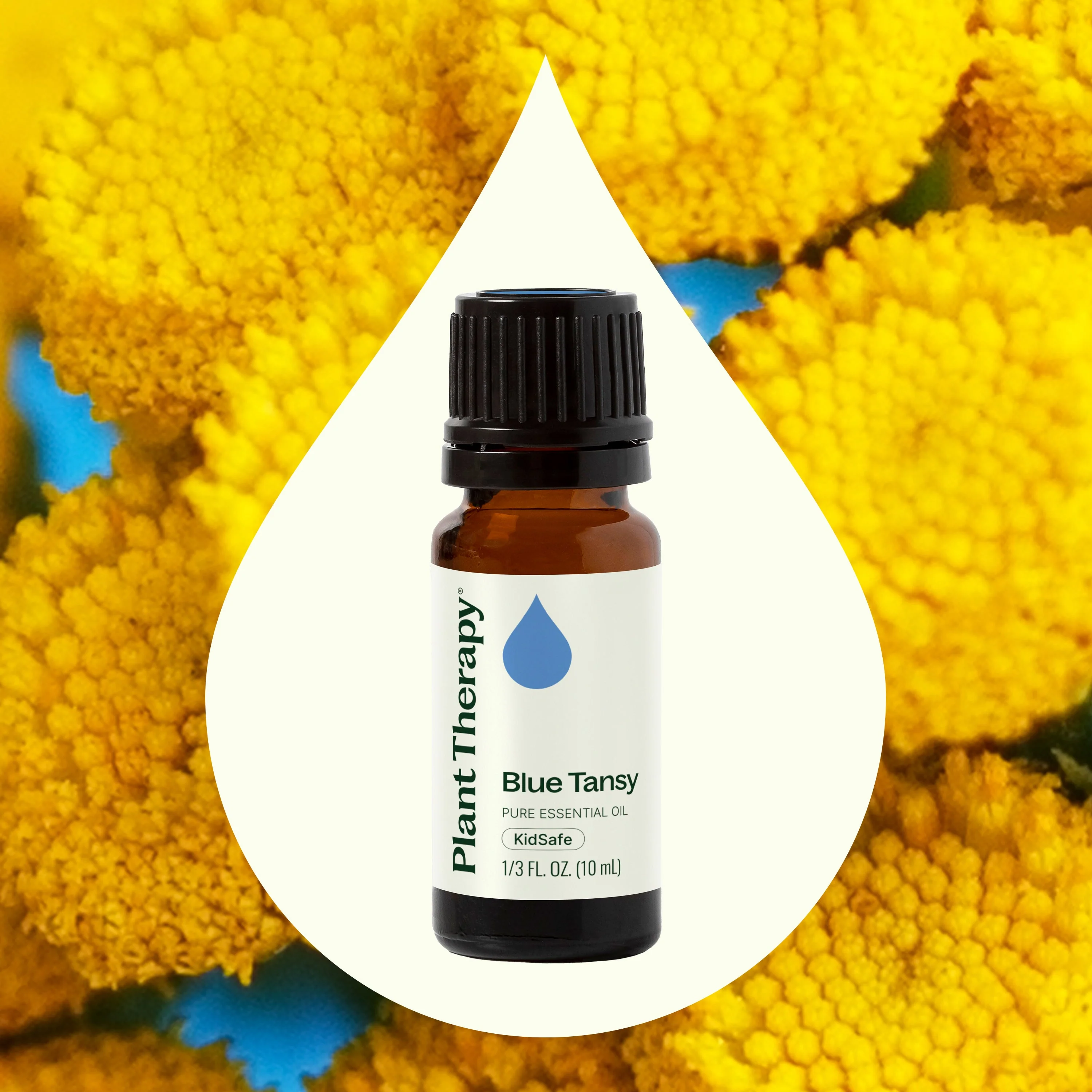Blue Tansy Essential Oil - Image 2