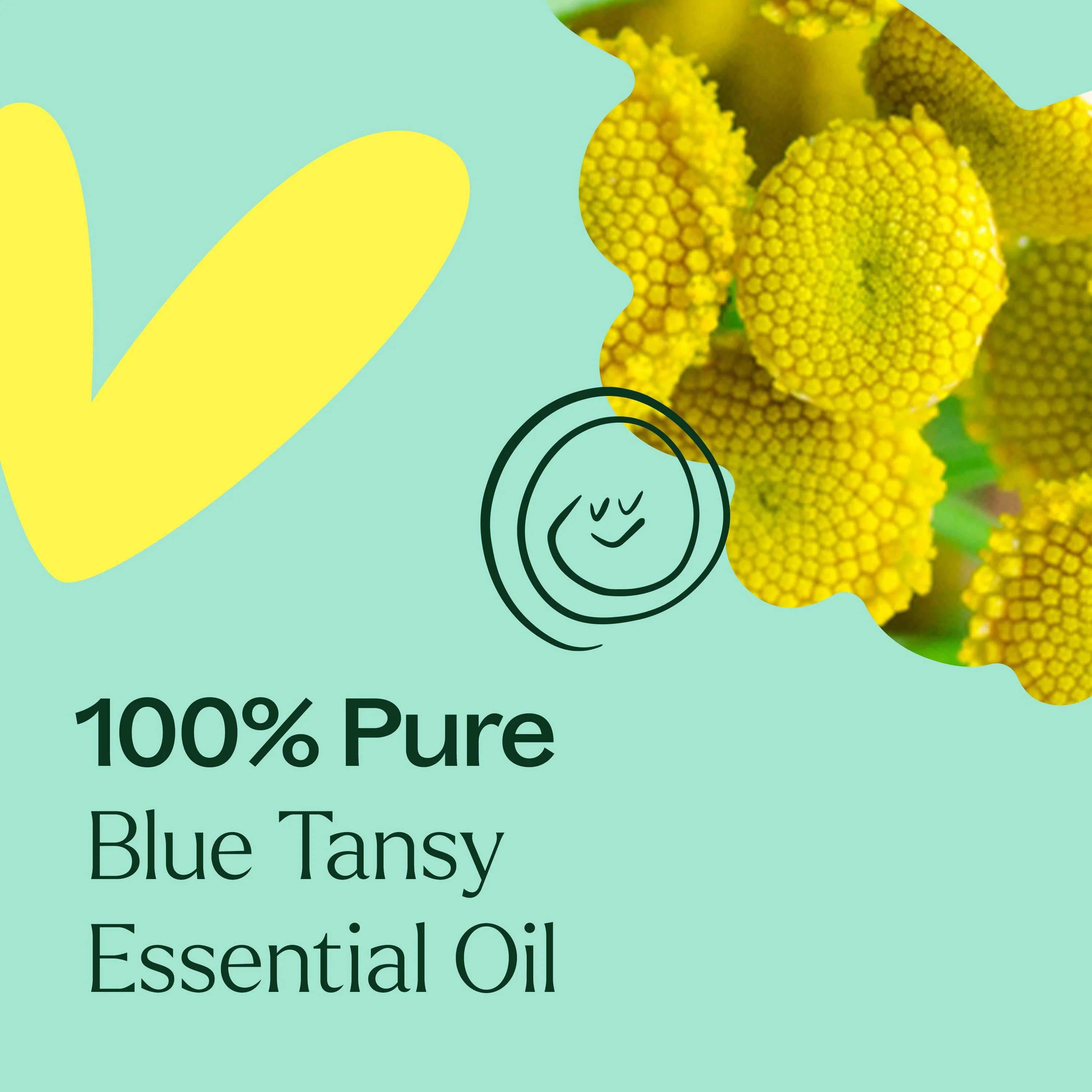 Blue Tansy Essential Oil - Image 5