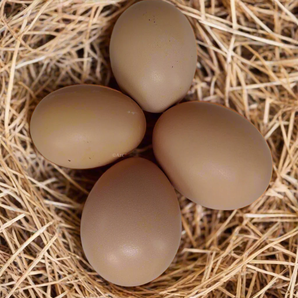 Buff Orpington Chicks – Buy 10 + 5 Bonus Free (15 All-Female, Shipping Included) - Image 4