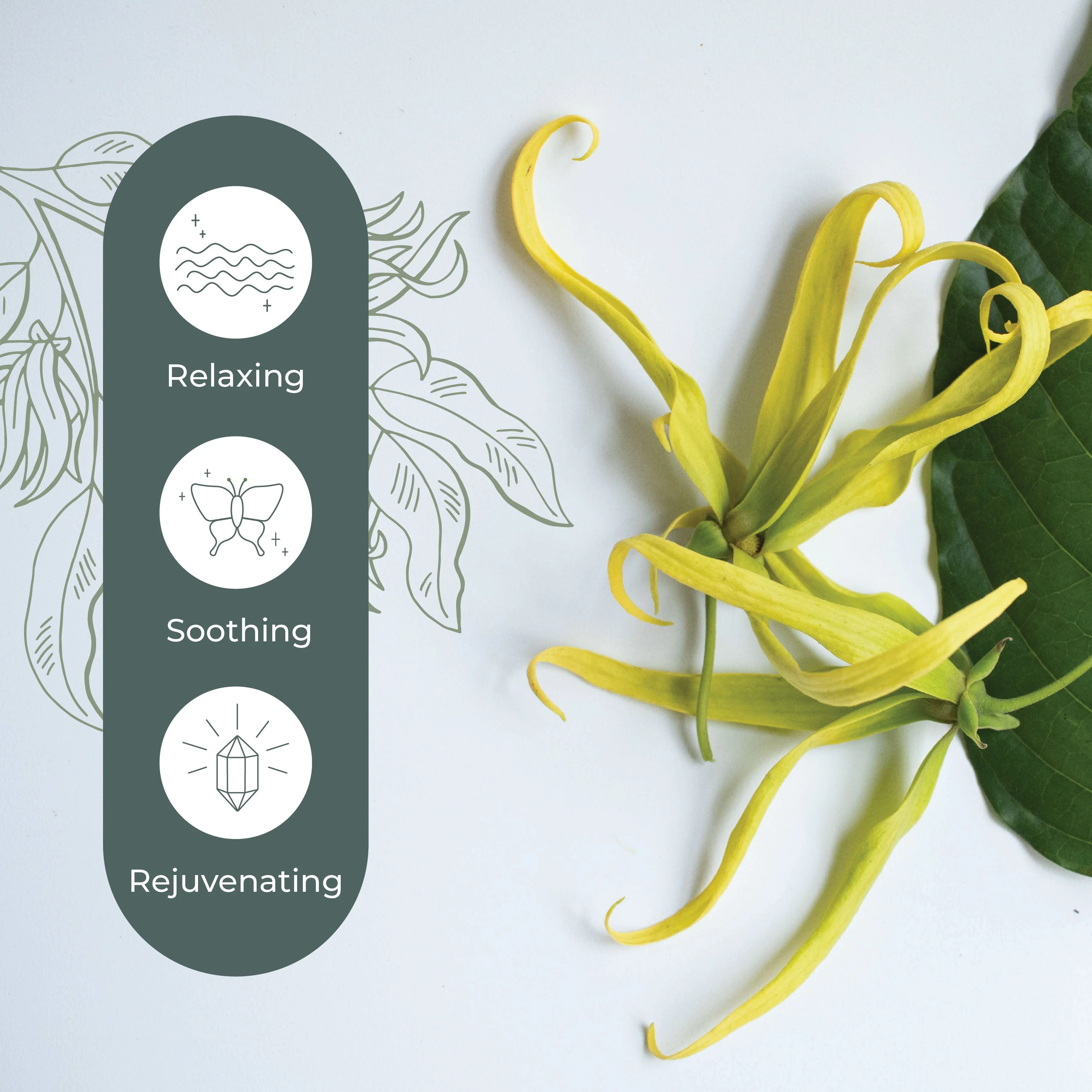 Cananga Essential Oil - Image 3
