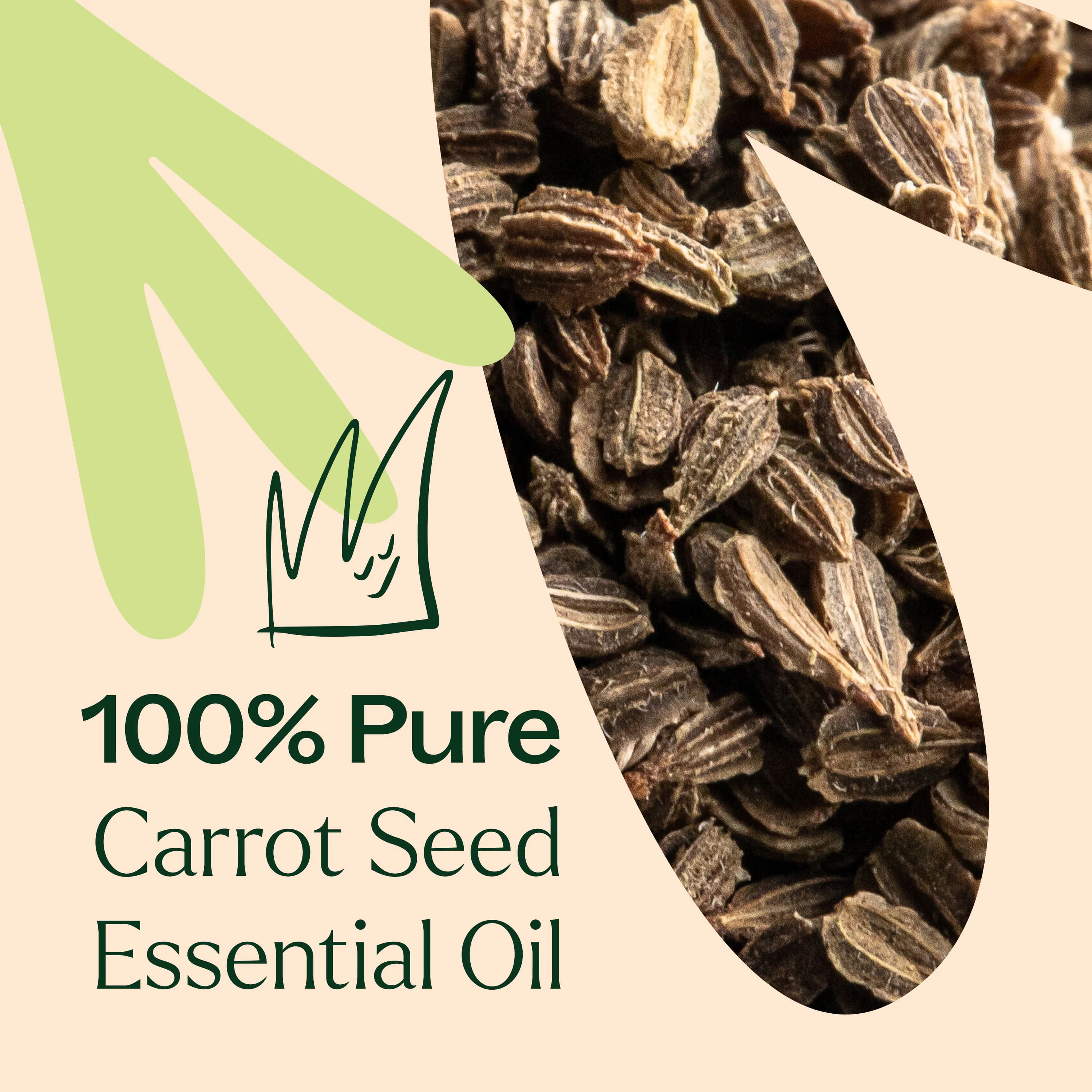 Carrot Seed Essential Oil - Image 4