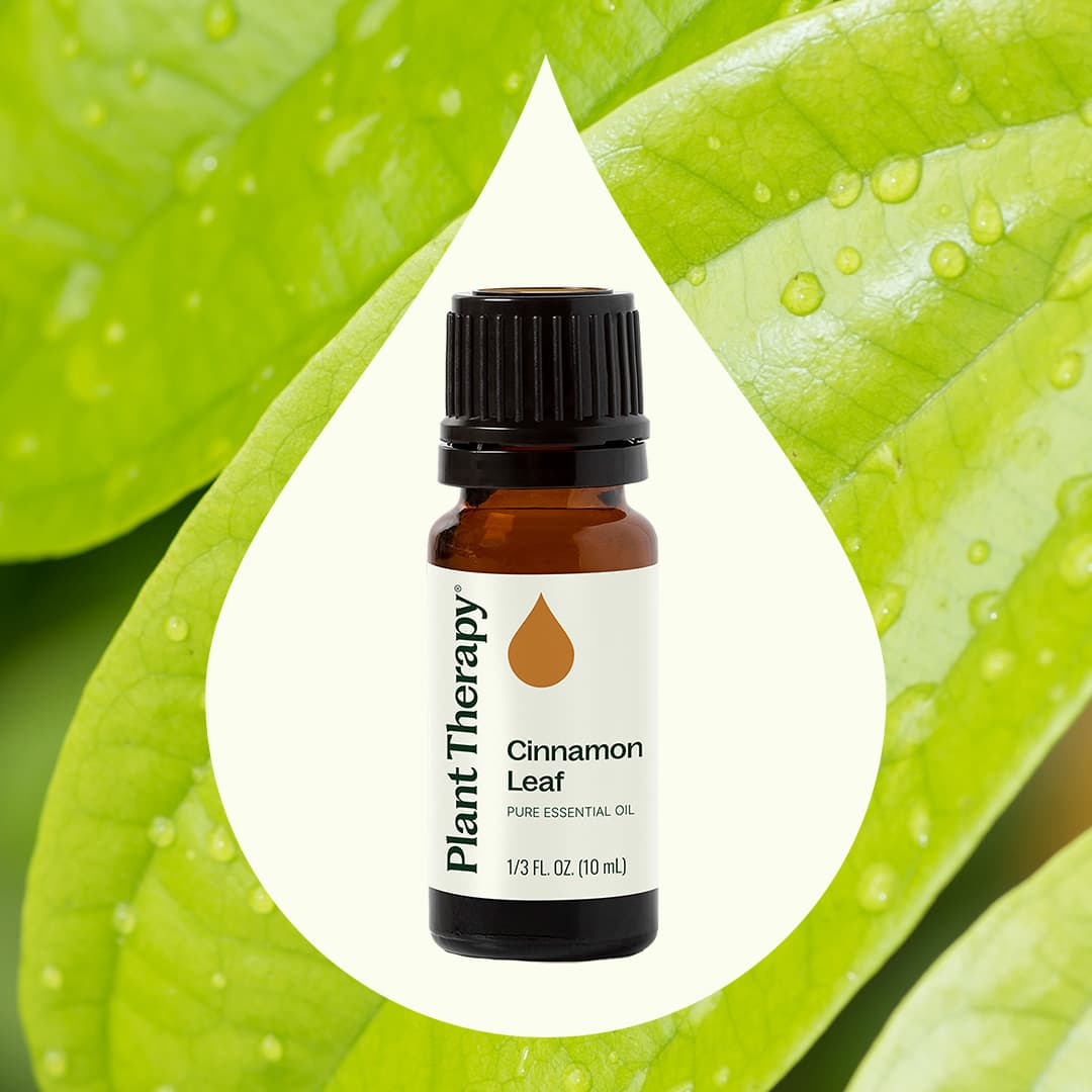 Cinnamon Leaf Essential Oil - Image 2
