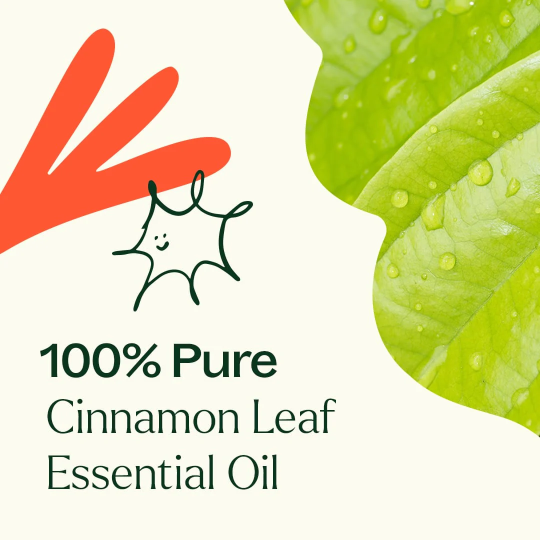 Cinnamon Leaf Essential Oil - Image 5