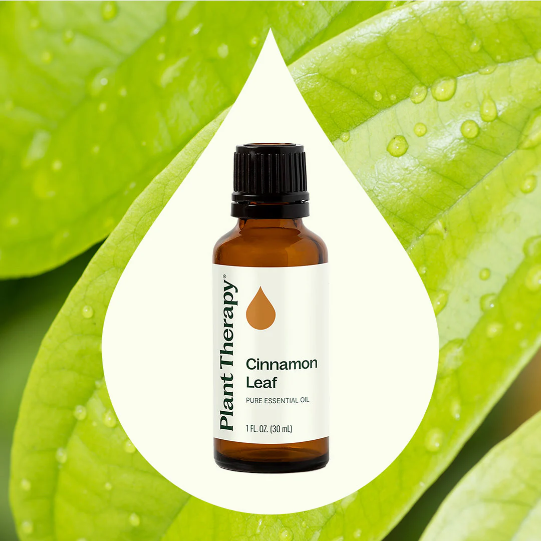 Cinnamon Leaf Essential Oil - Image 9
