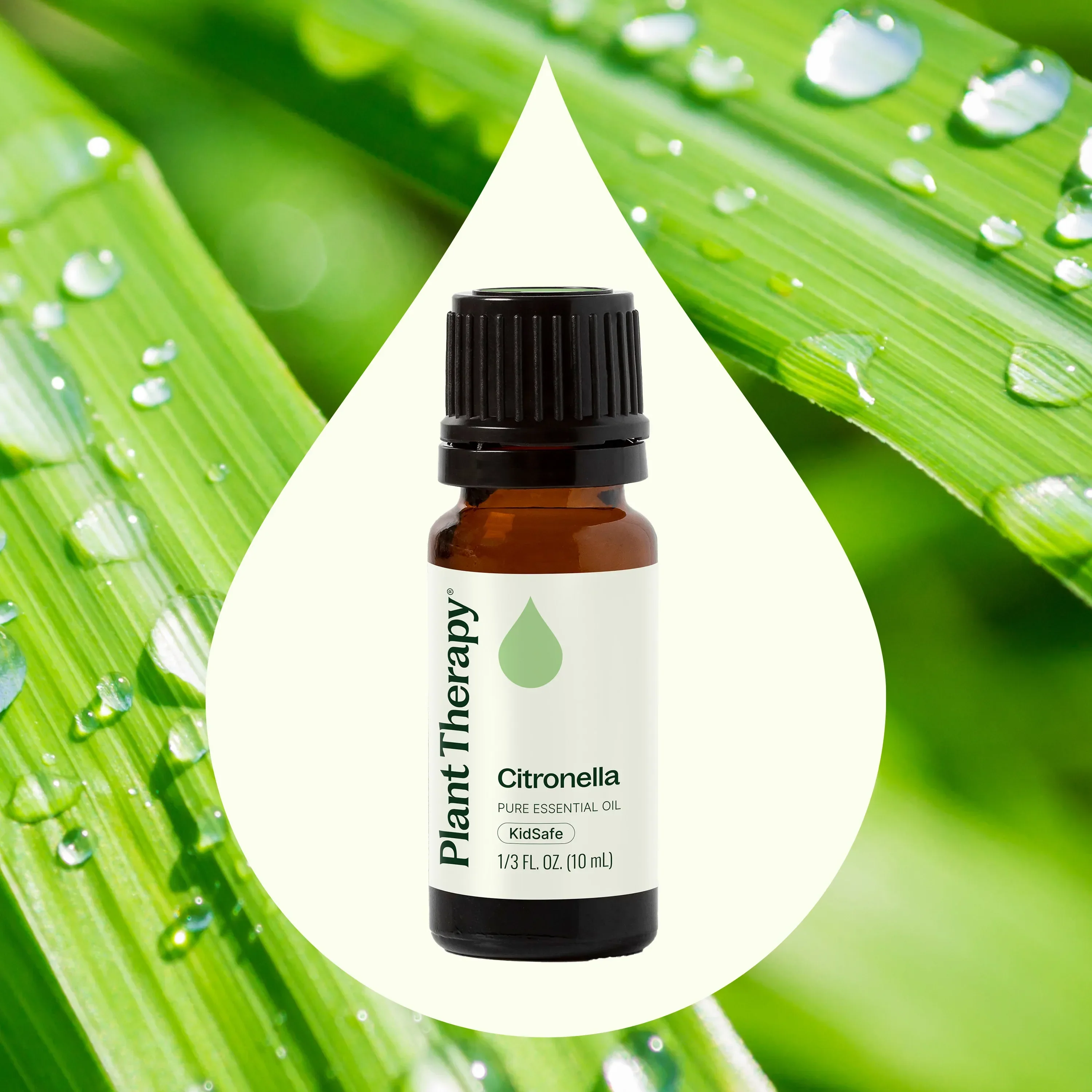 Citronella Essential Oil - Image 2