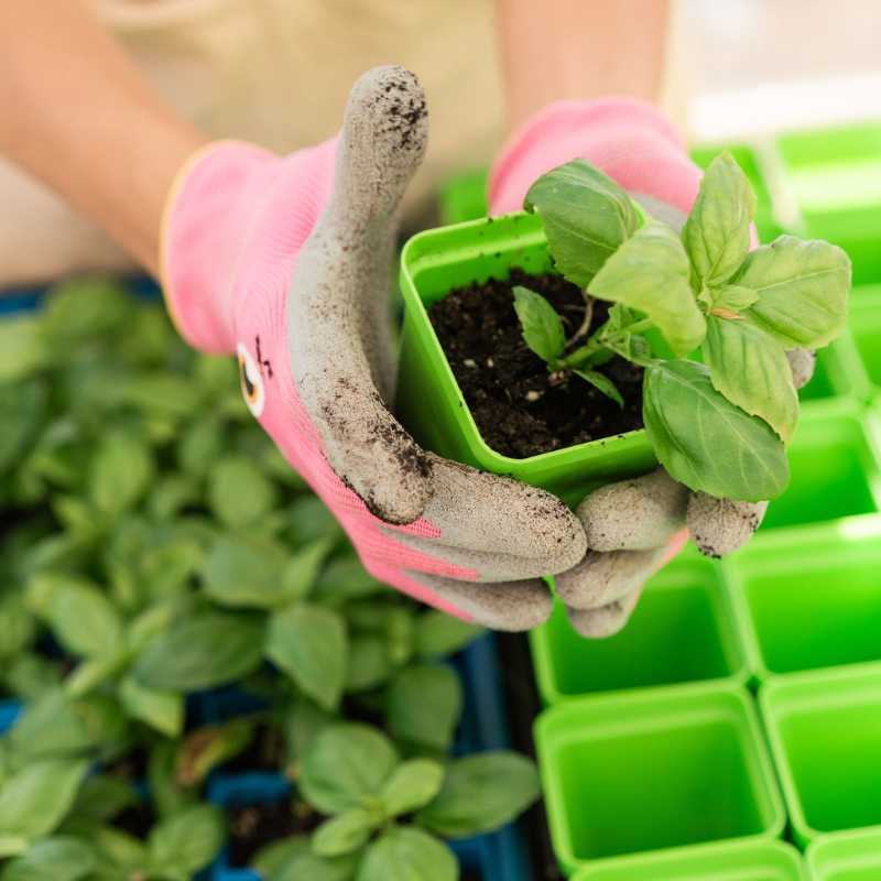 Classroom Seed Starting Bundle - Image 8