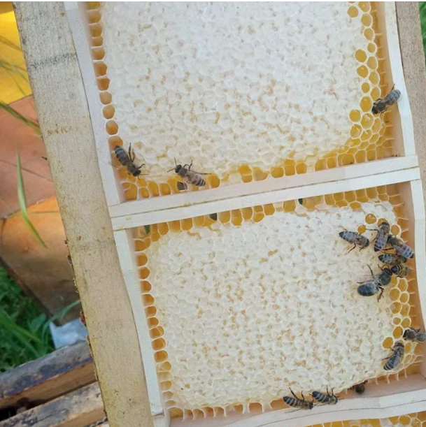 Comb Honey Cassettes - Image 4