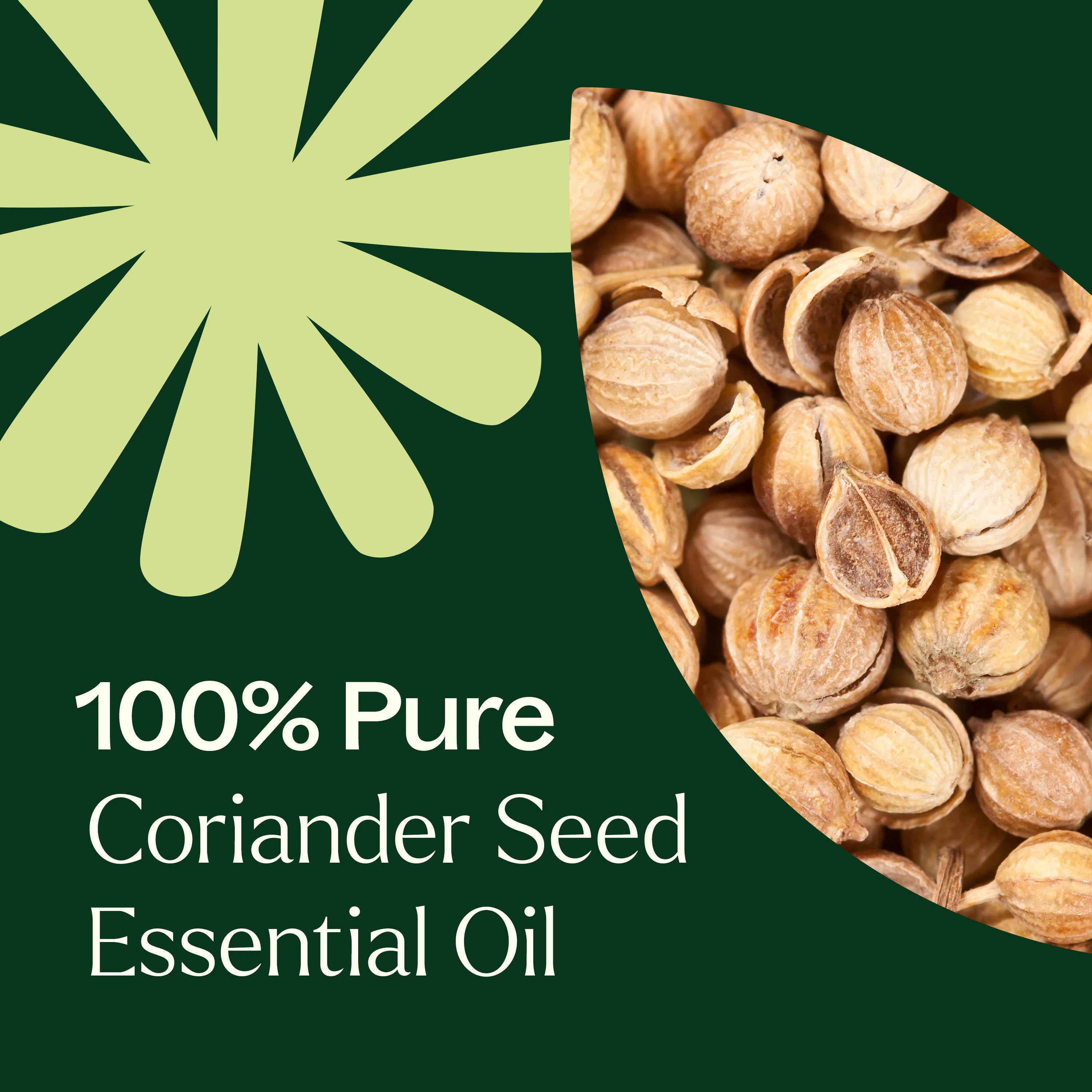 Coriander Seed Essential Oil - Image 6