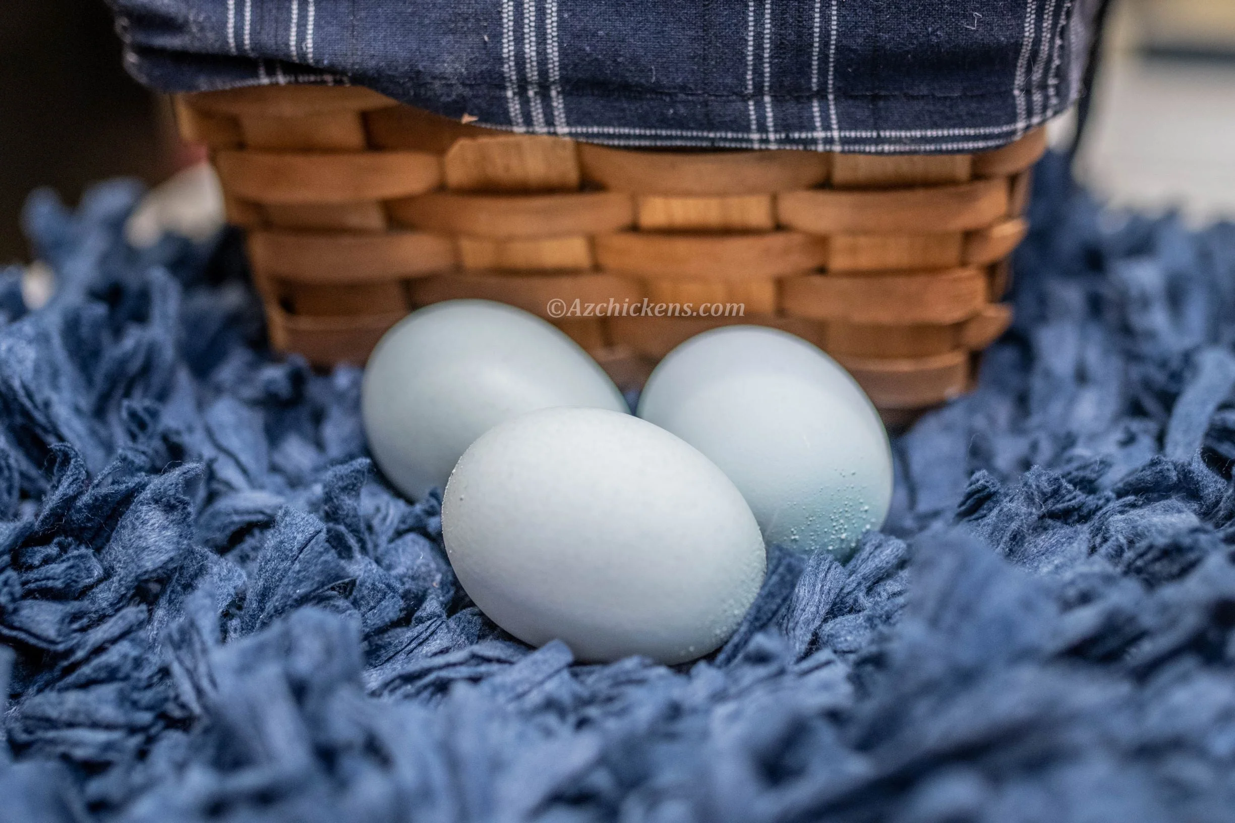 Creme Legbar Chicks – Buy 6 + 4 Bonus Free (10 Females Total, Shipping Included) - Image 3