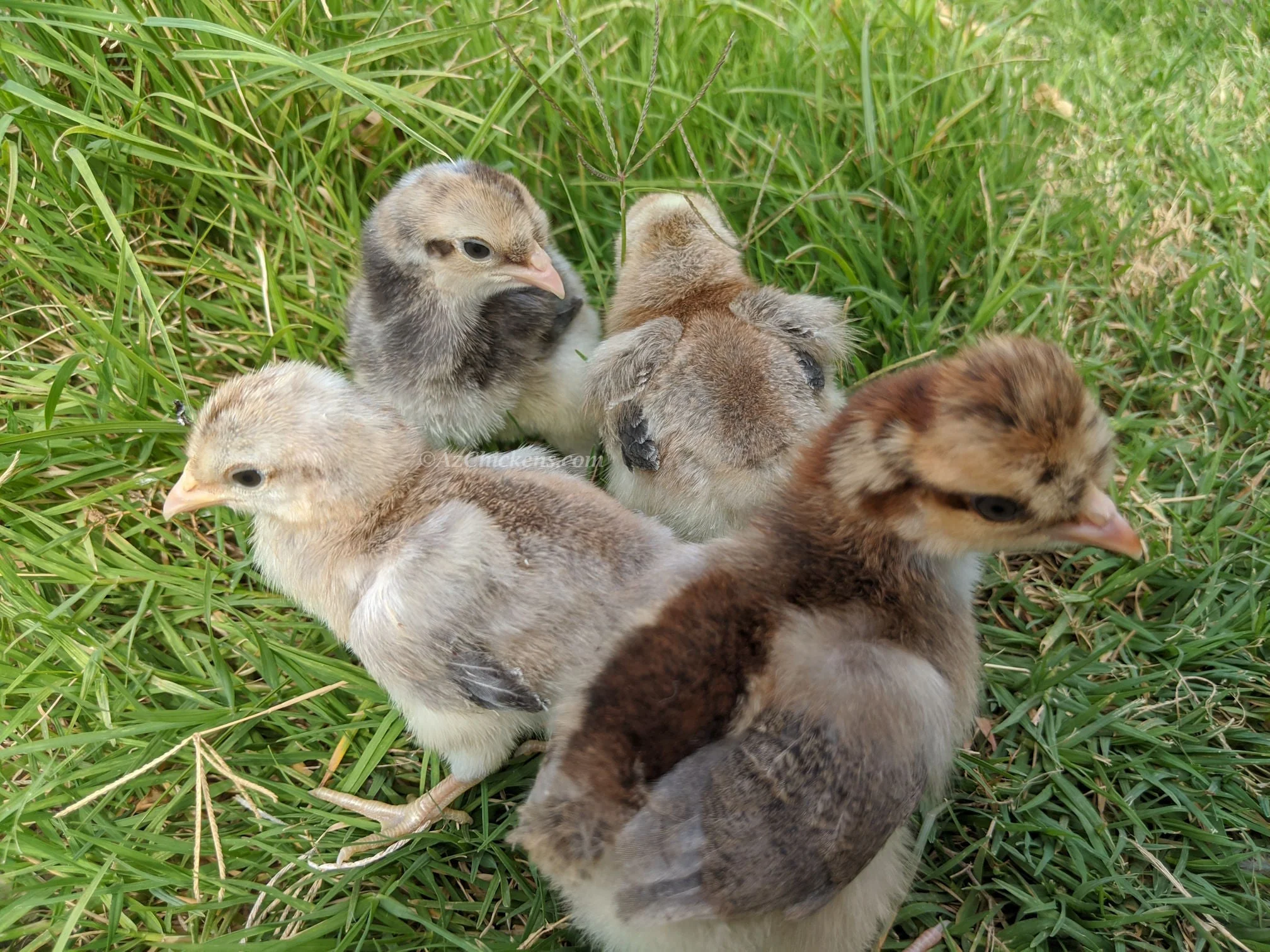 Creme Legbar Chicks – Buy 6 + 4 Bonus Free (10 Females Total, Shipping Included) - Image 5