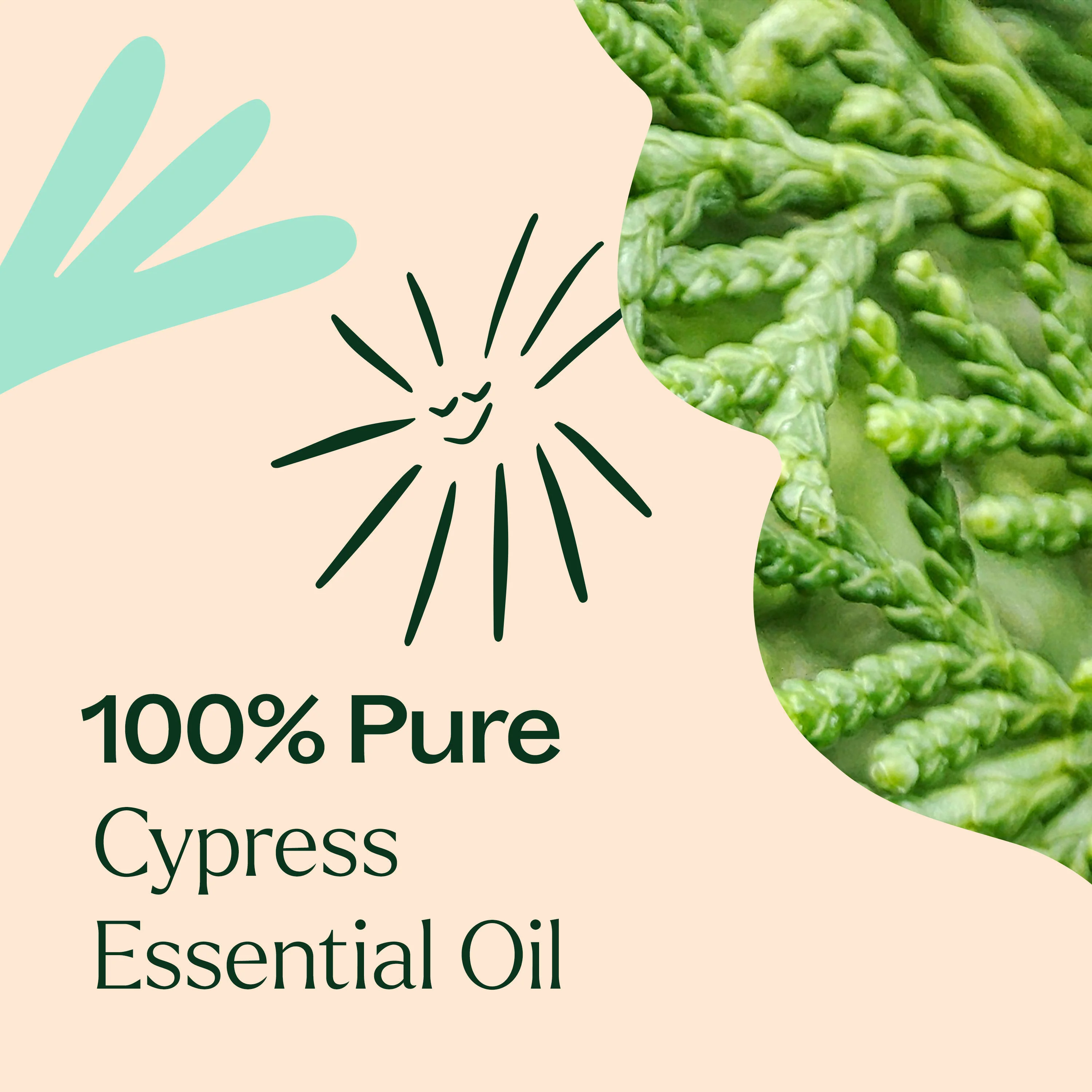 Cypress Essential Oil - Image 14