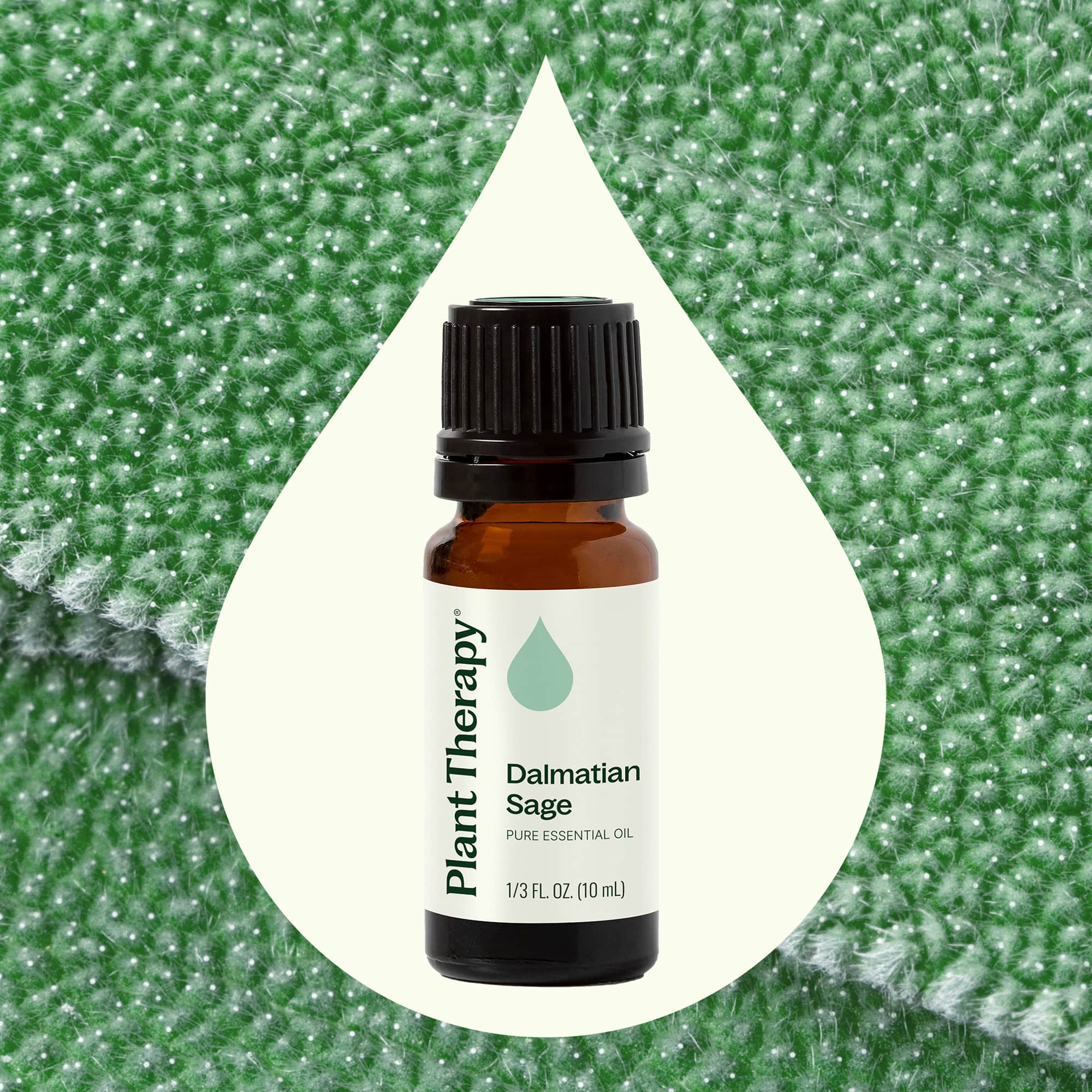 Dalmatian Sage Essential Oil - Image 2