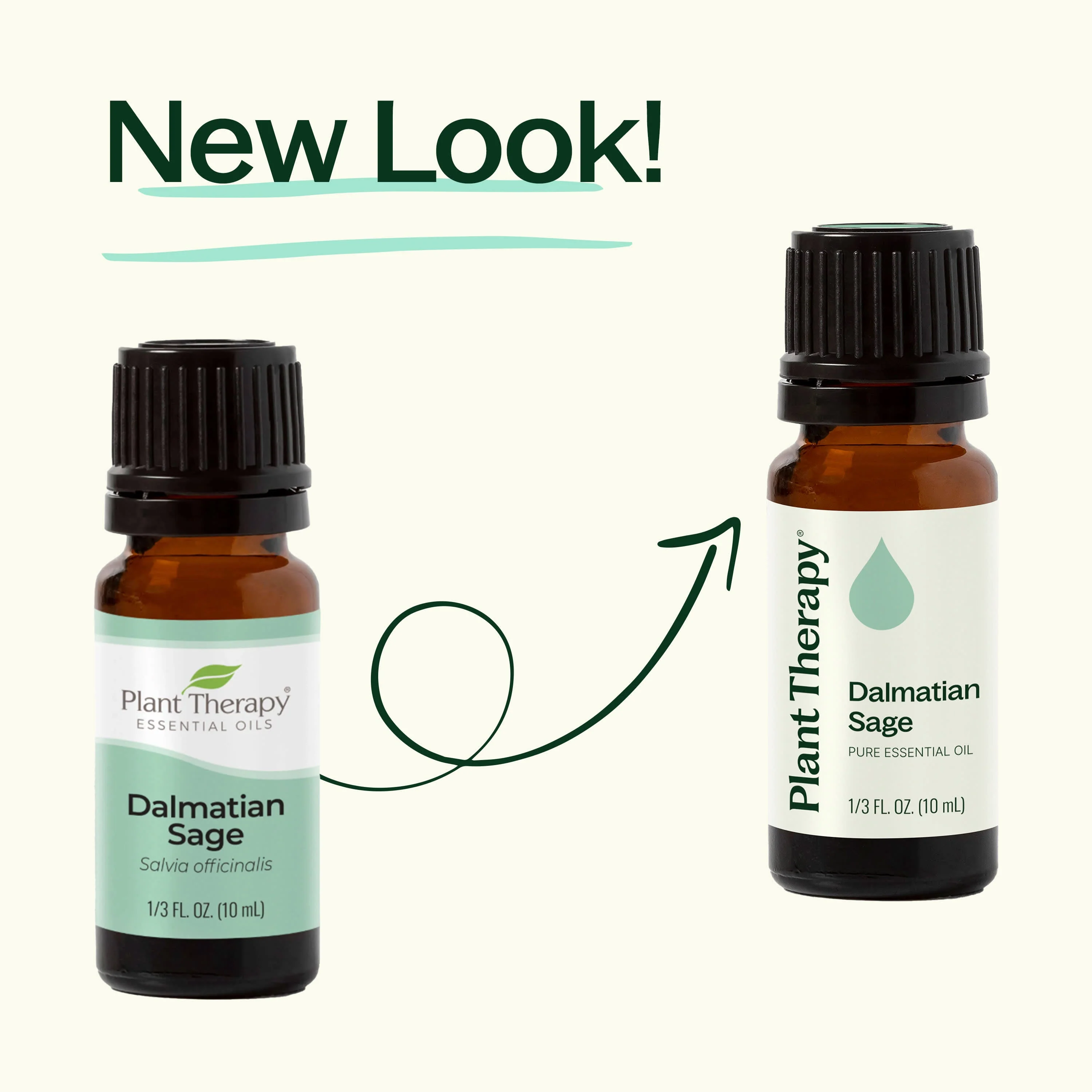 Dalmatian Sage Essential Oil - Image 3