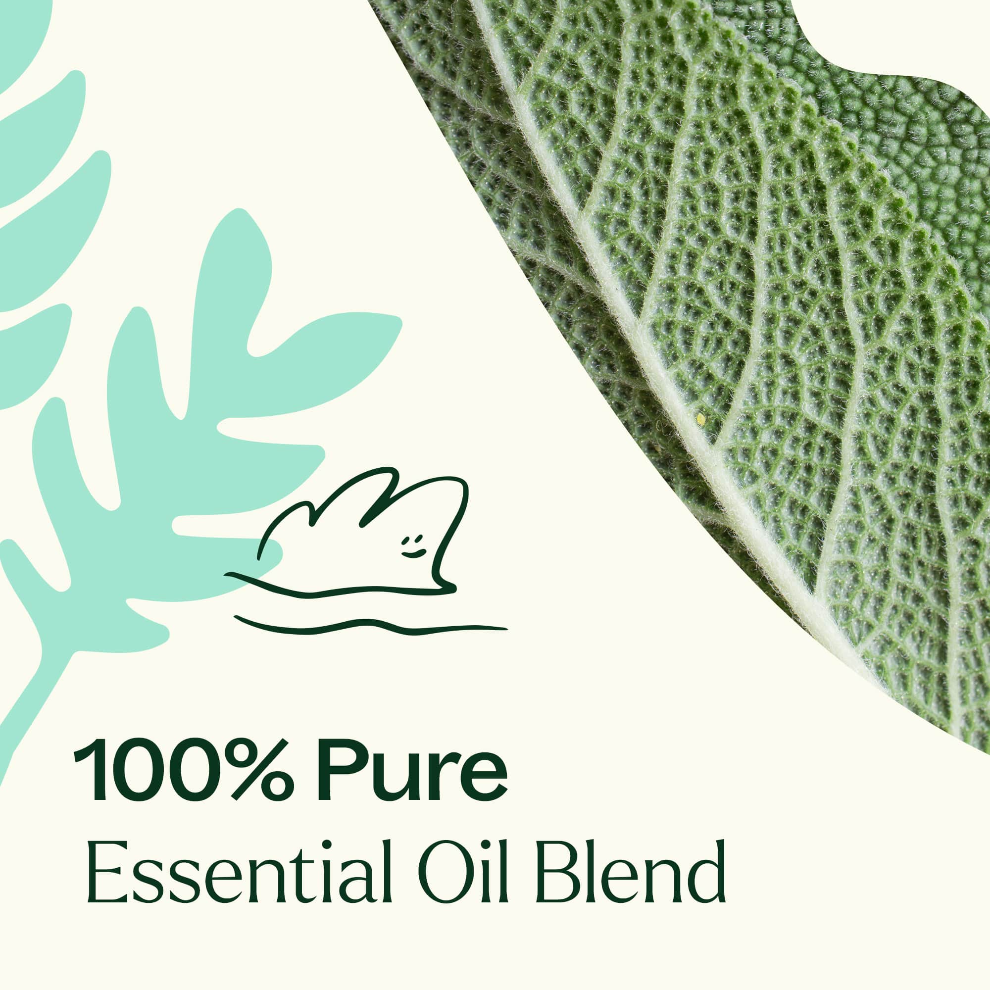 Dalmatian Sage Essential Oil - Image 5