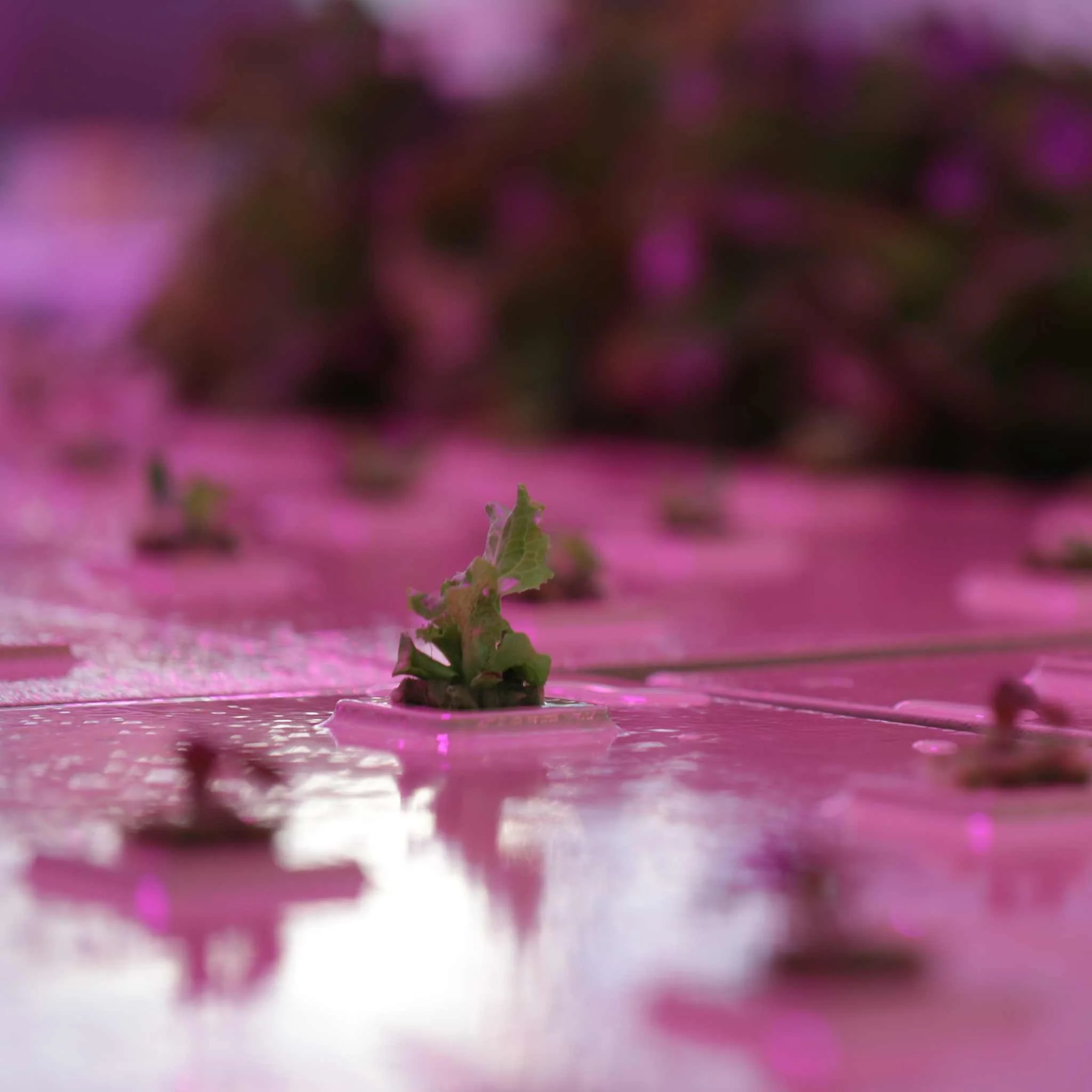 Deep Water Greens Raft - Image 4