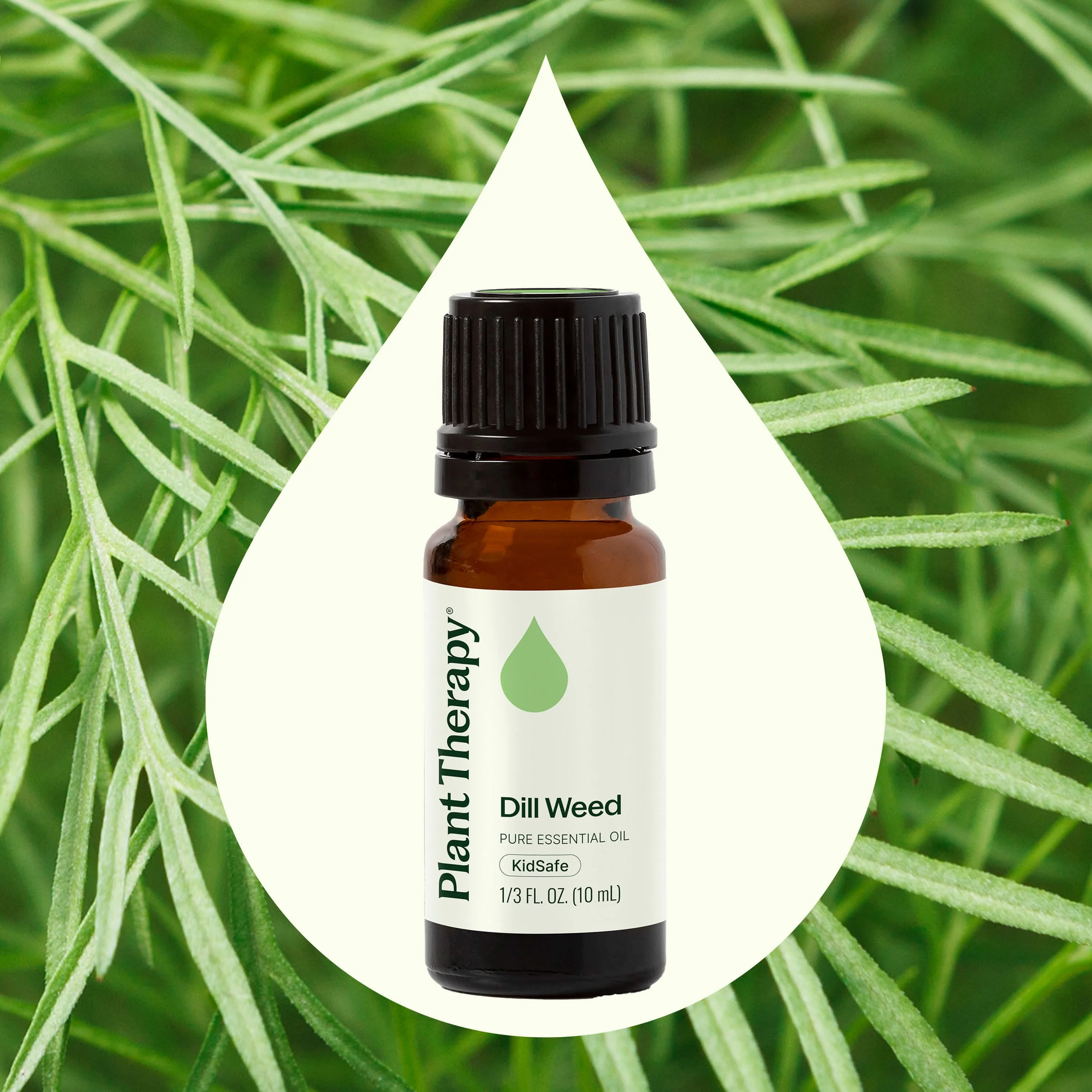 Dill Weed Essential Oil - Image 2