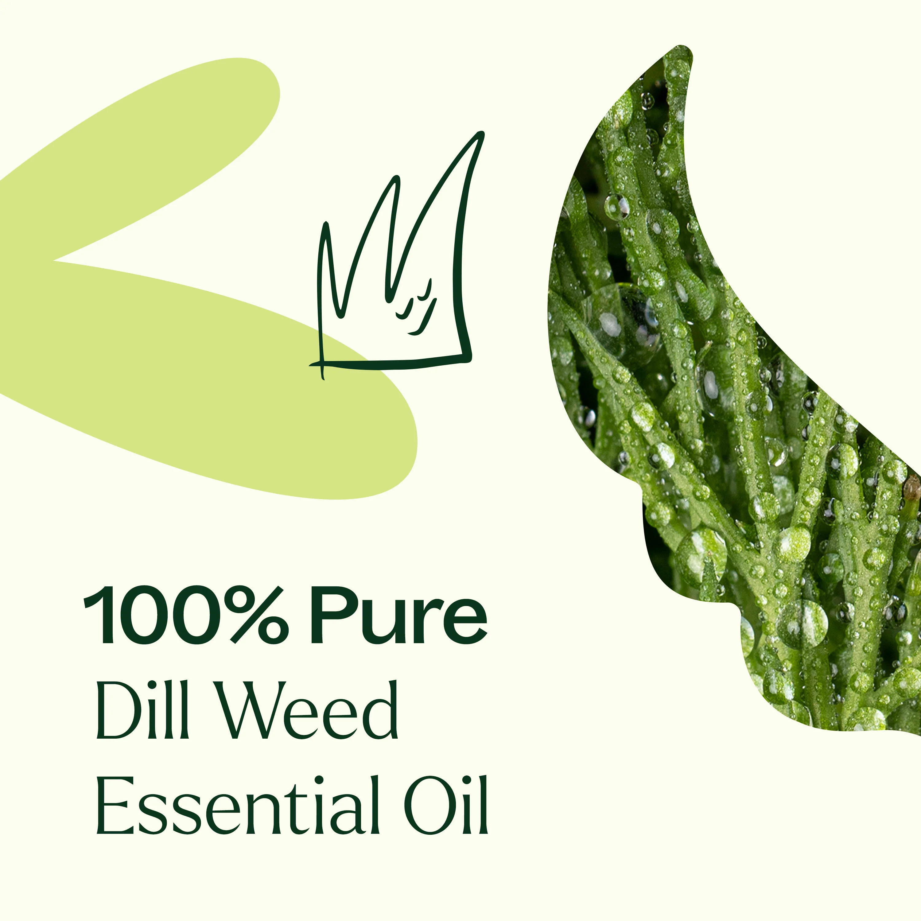 Dill Weed Essential Oil - Image 4