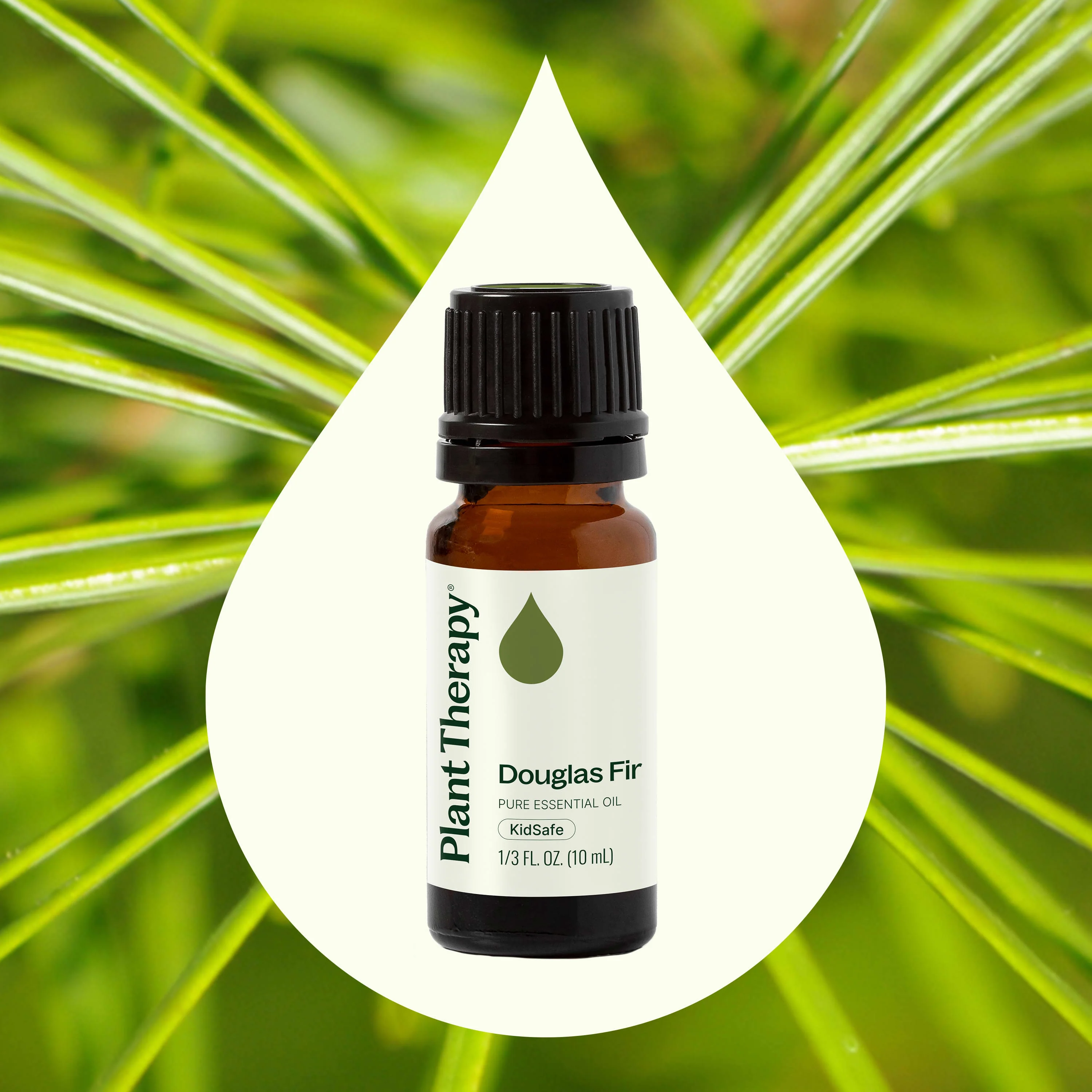 Douglas Fir Essential Oil - Image 2