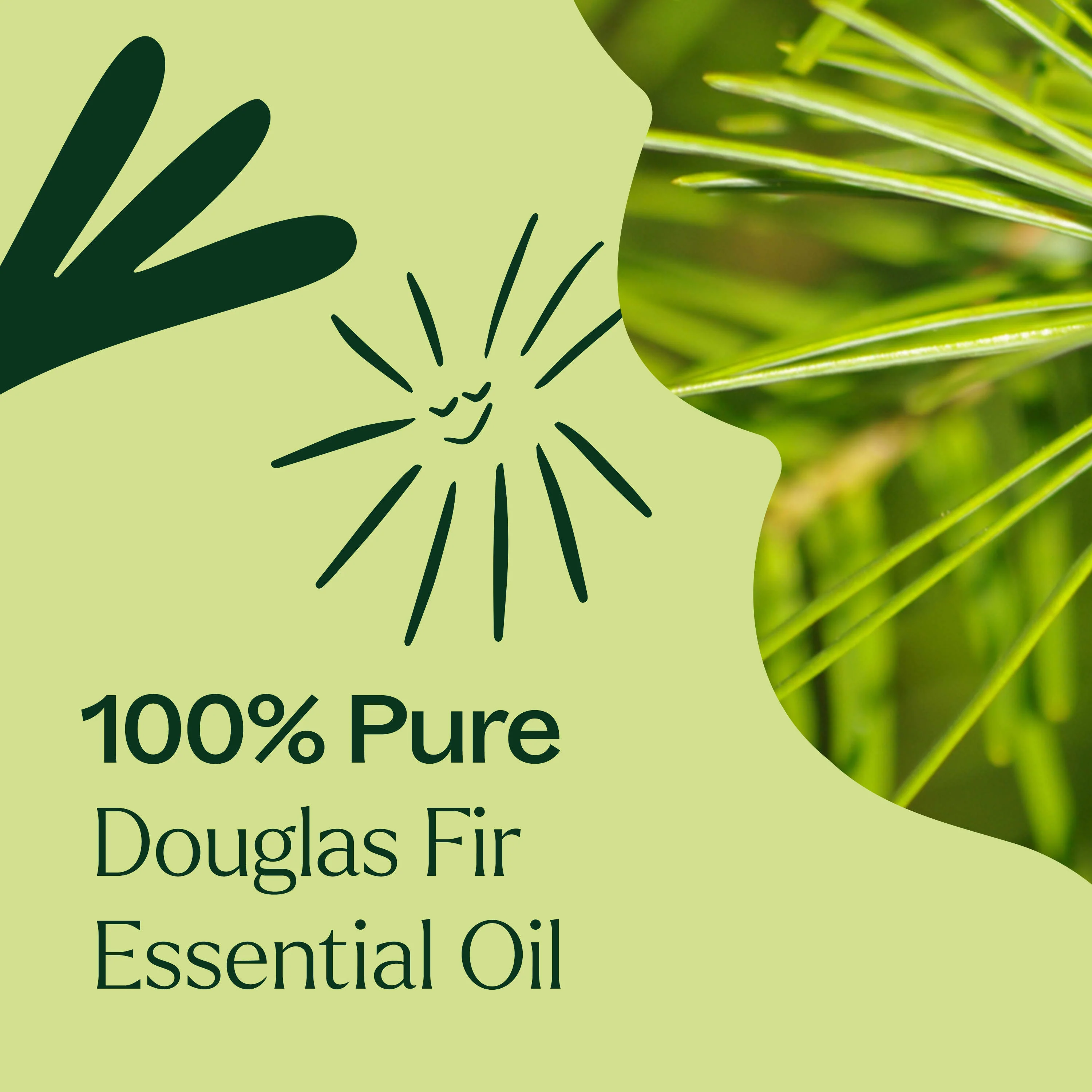 Douglas Fir Essential Oil - Image 5