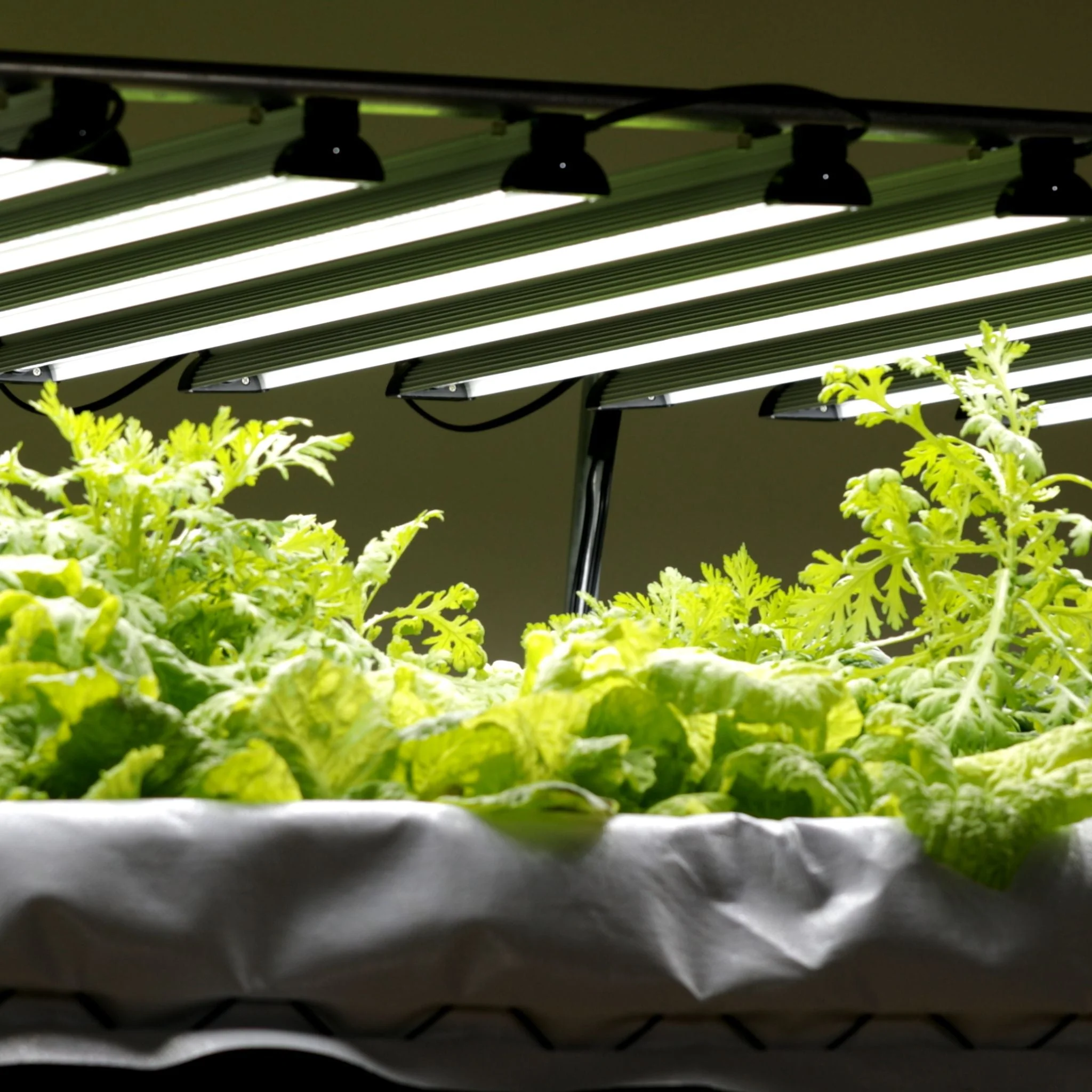Dual-Spectrum LED Grow Light | 80 W - Image 2