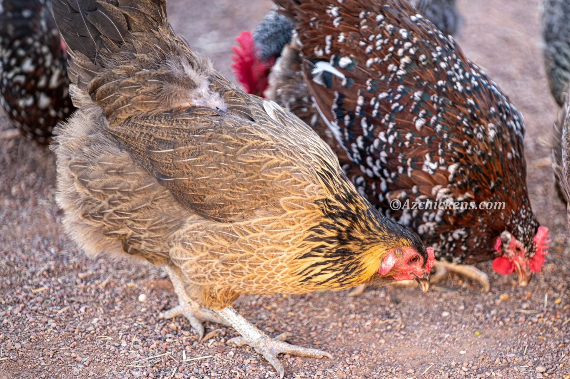 Easter Egger Chicks – Buy 10 + 5 Bonus Free (15 All-Female, Shipping Included) - Image 3
