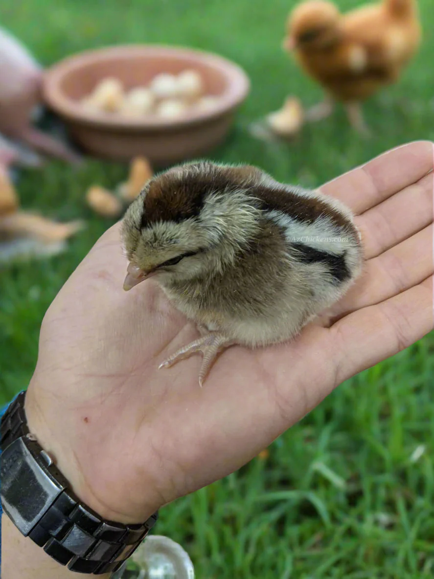 Easter Egger Chicks – Buy 10 + 5 Bonus Free (15 All-Female, Shipping Included) - Image 4
