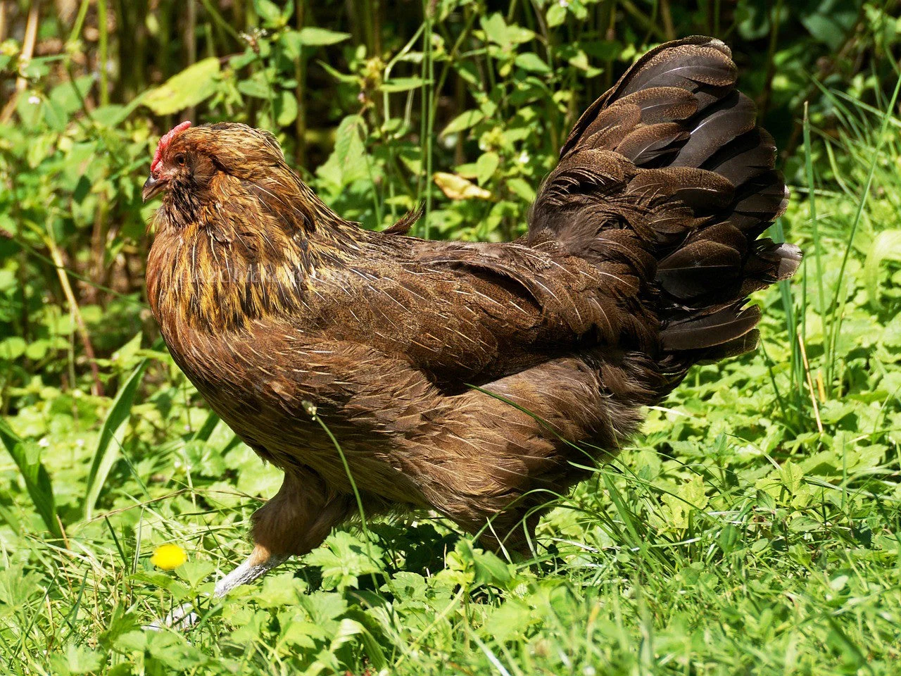 Easter Egger Chicks – Buy 10 + 5 Bonus Free (15 All-Female, Shipping Included) - Image 7
