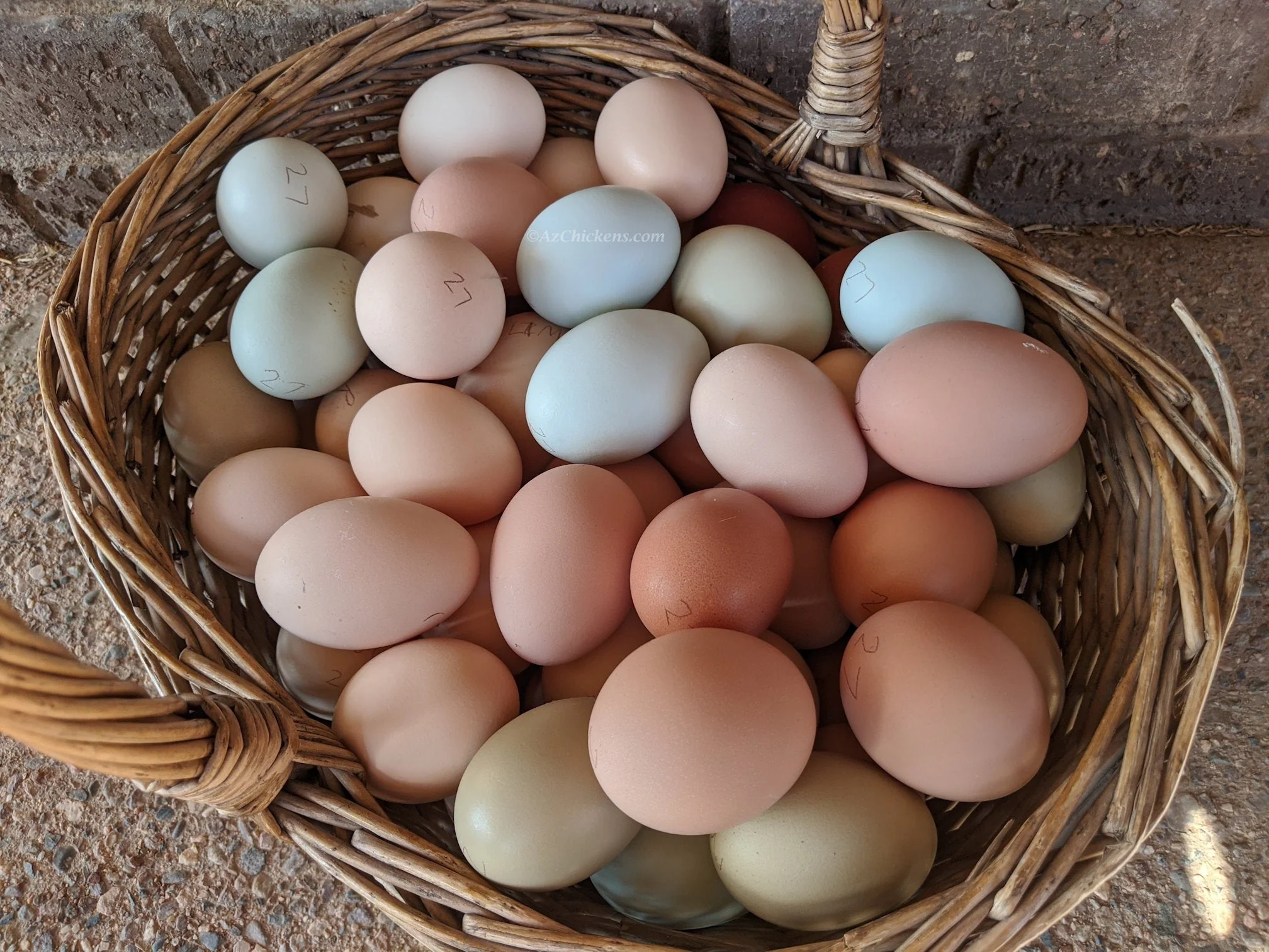 Easter Egger Chicks – Buy 10 + 5 Bonus Free (15 All-Female, Shipping Included) - Image 8