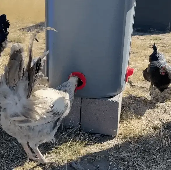 Easy Chicken Feeder and Automatic Chicken Waterer Kits – Chicken Chores Just Got 20X Easier - Image 4