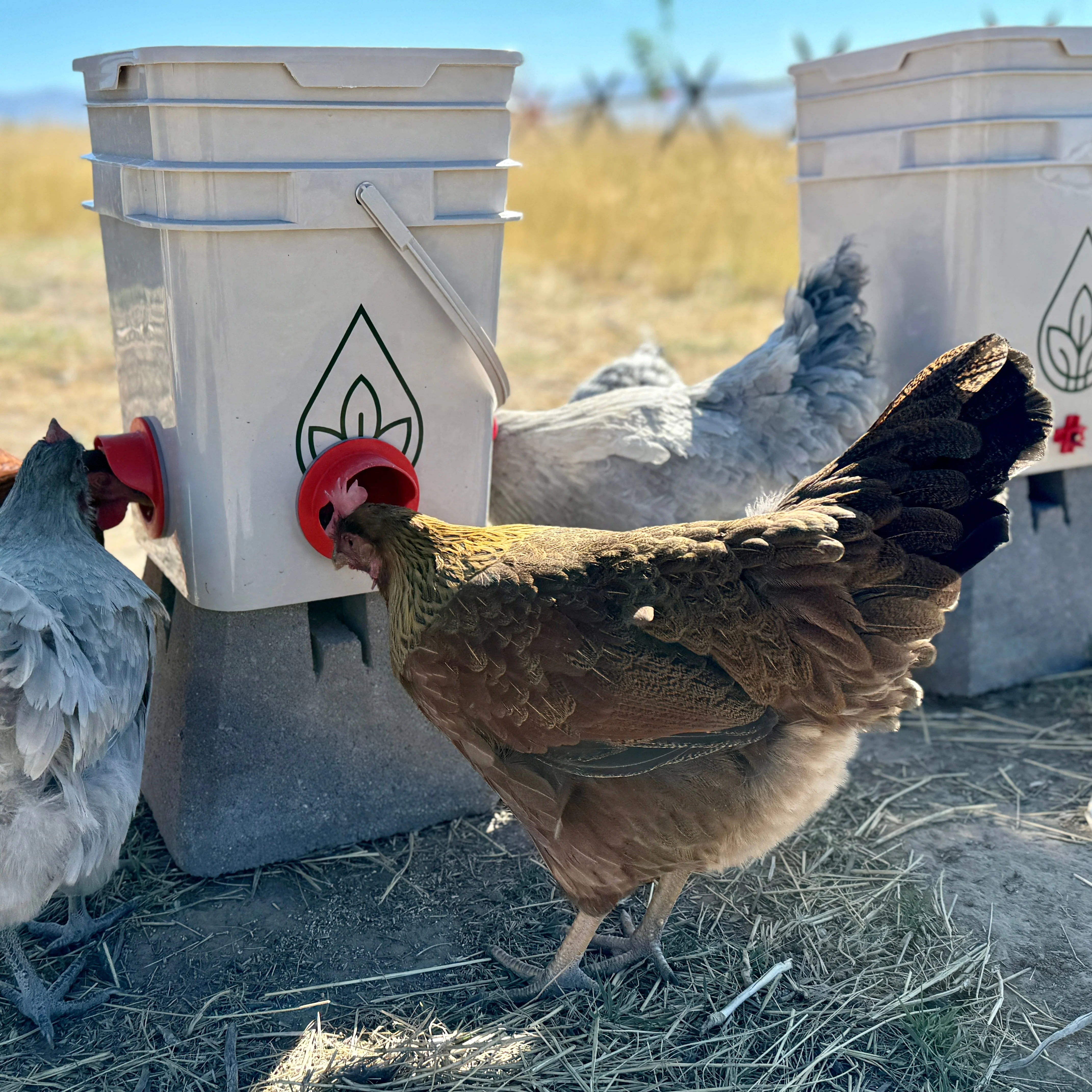 Easy Chicken Feeder and Automatic Chicken Waterer Kits – Chicken Chores Just Got 20X Easier - Image 5