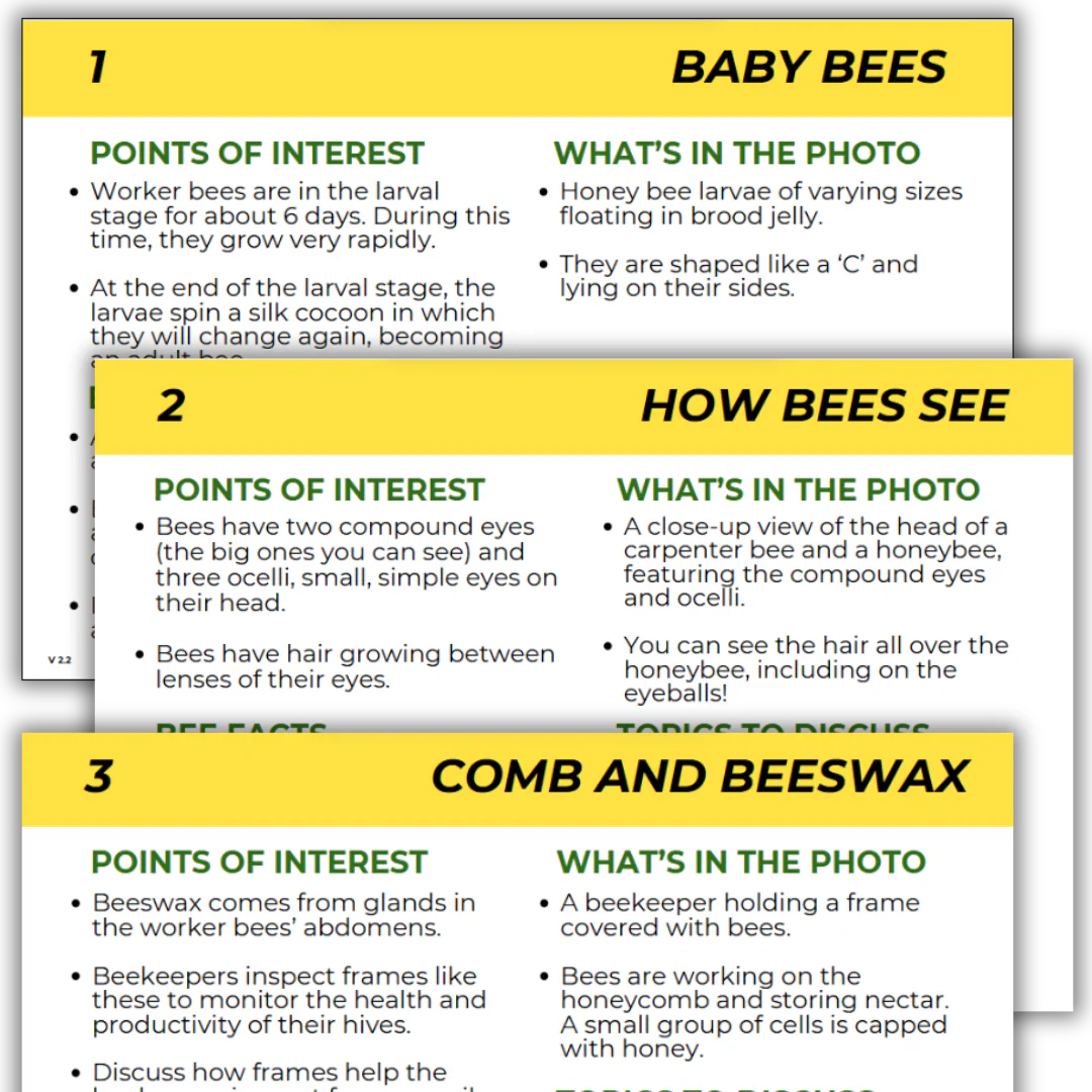 Educational Beekeeping Cards - Image 11