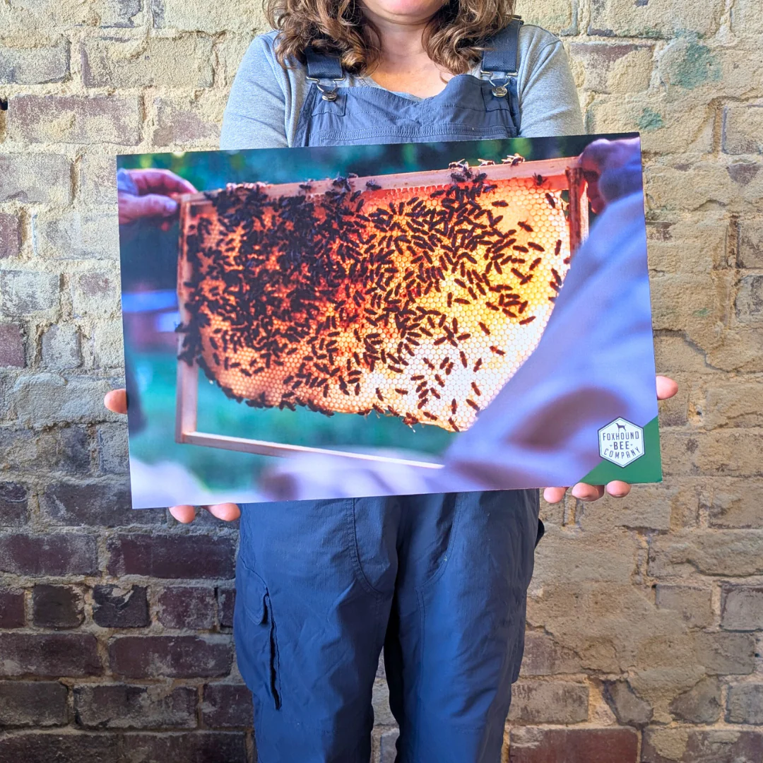Educational Beekeeping Cards - Image 4