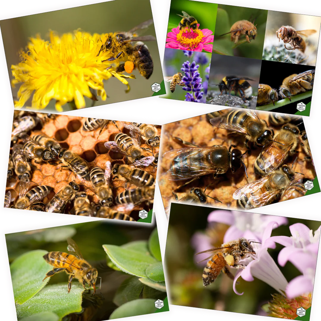 Educational Beekeeping Cards - Image 6