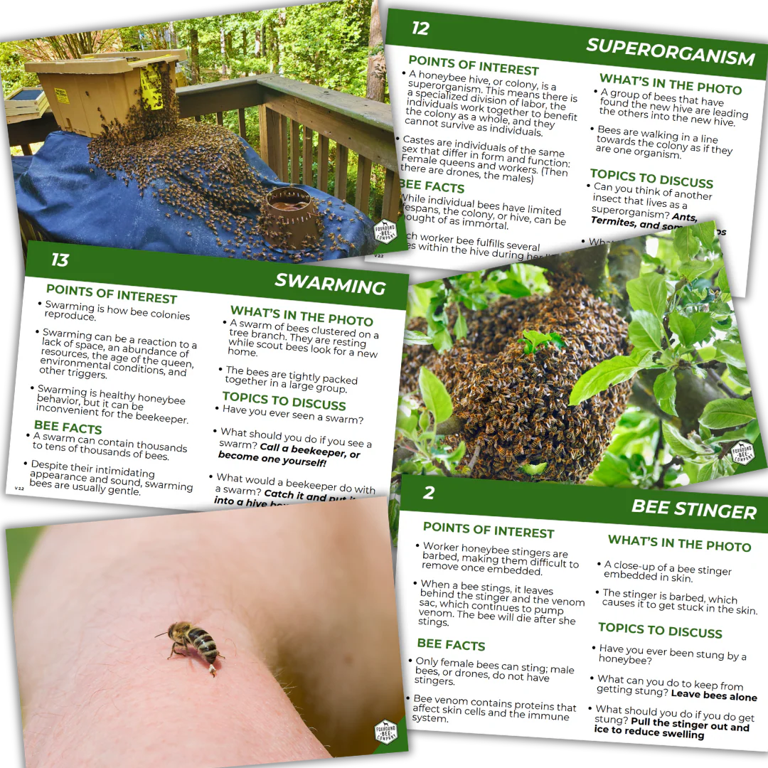 Educational Beekeeping Cards - Image 7