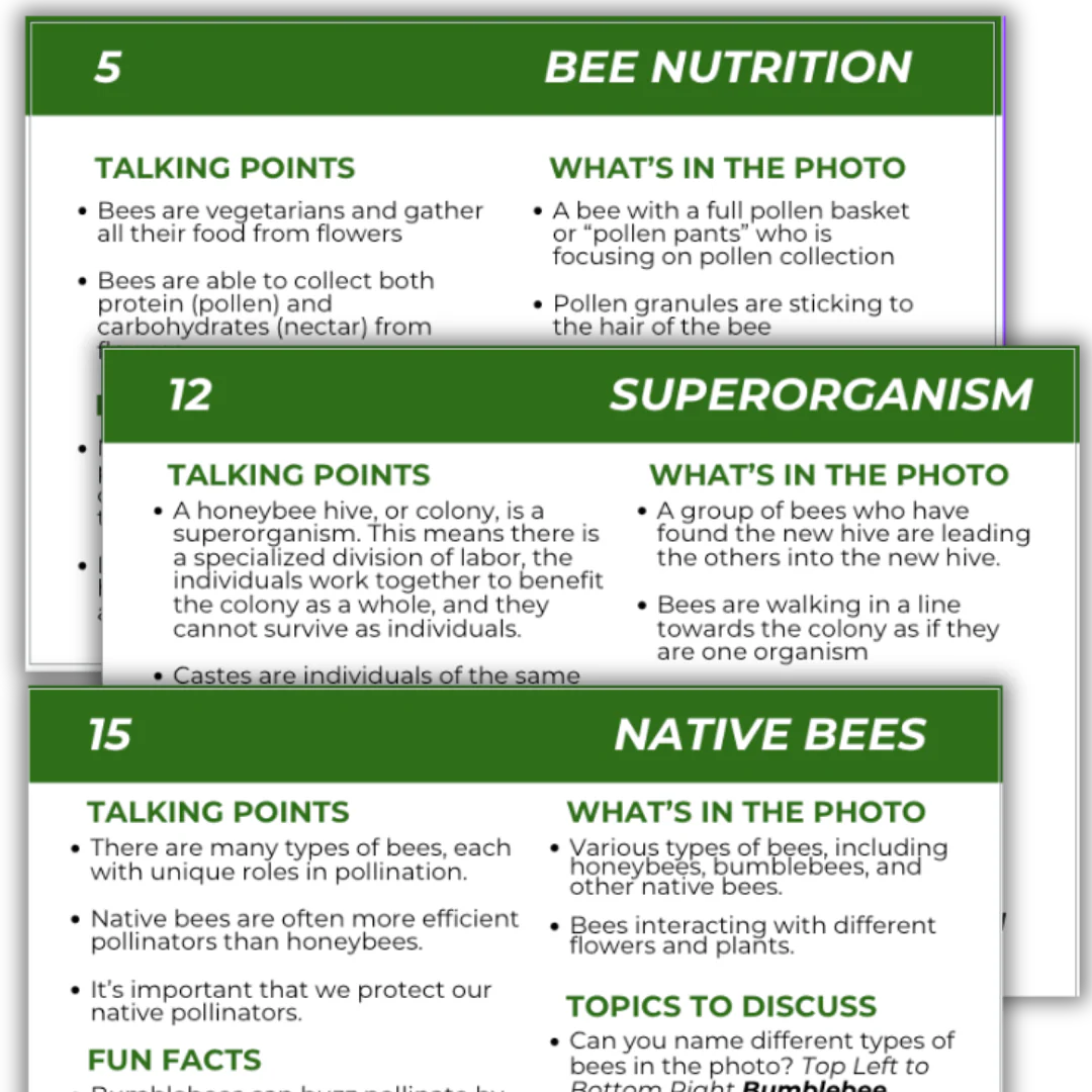 Educational Beekeeping Cards - Image 8