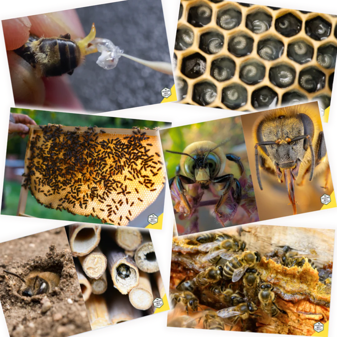Educational Beekeeping Cards - Image 9