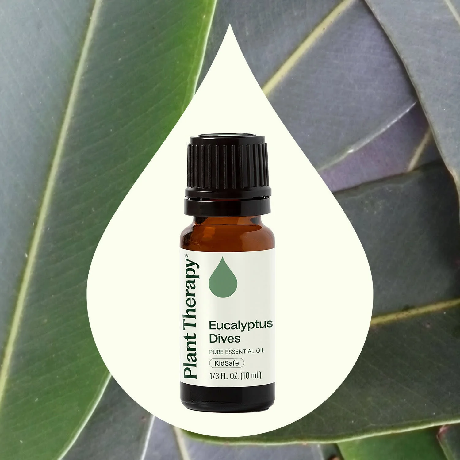 Eucalyptus Dives Essential Oil - Image 2