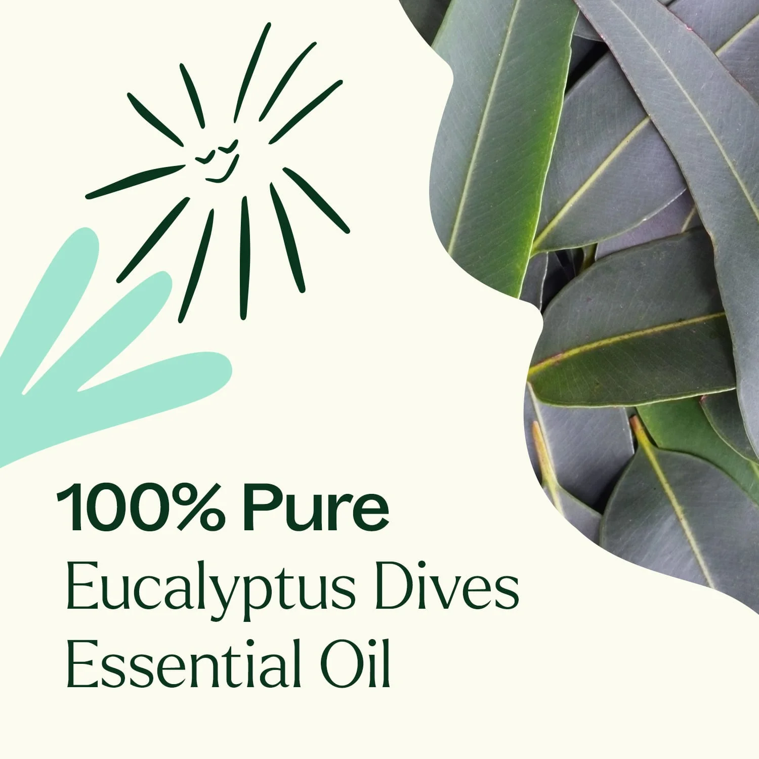 Eucalyptus Dives Essential Oil - Image 5