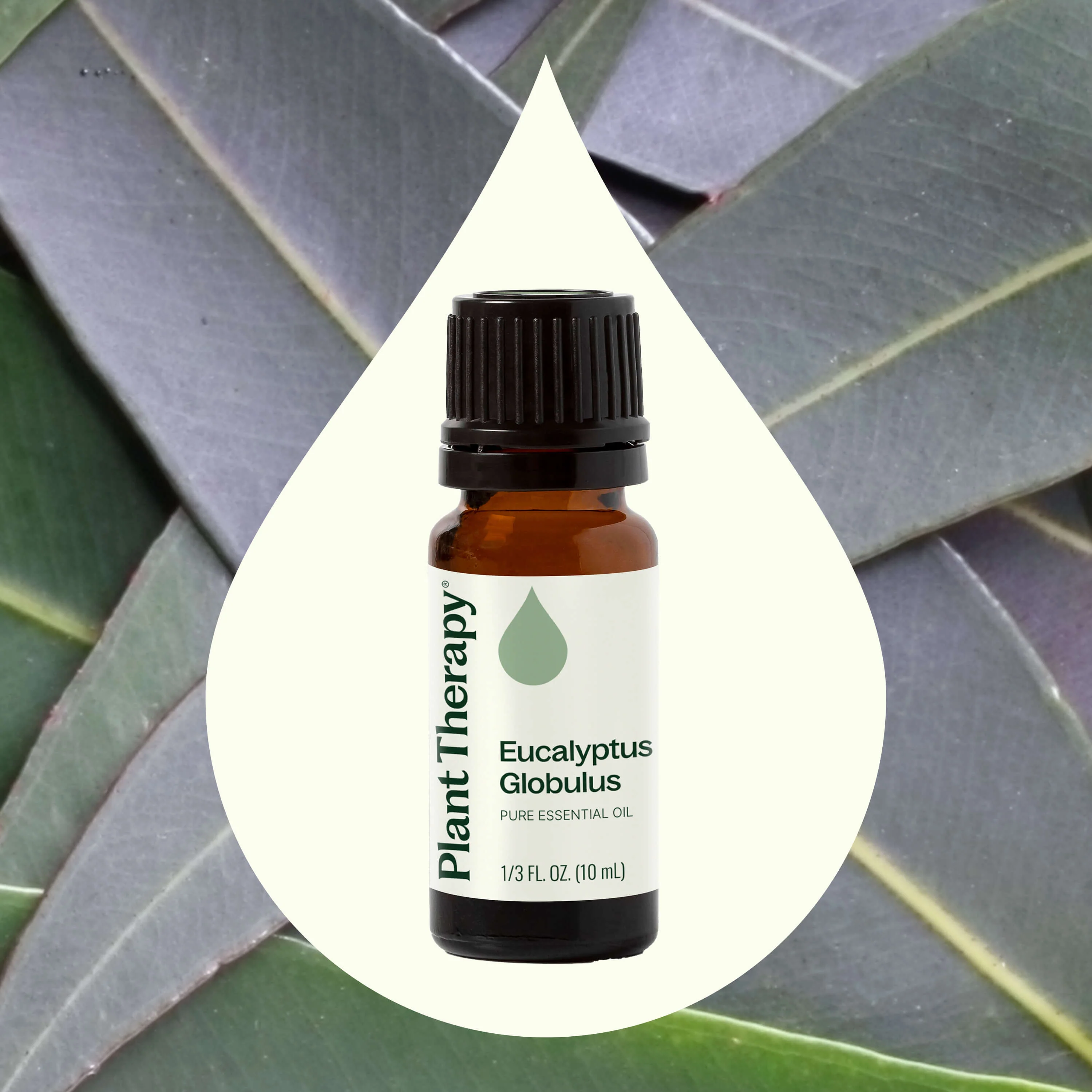 Eucalyptus Globulus Essential Oil - Image 2