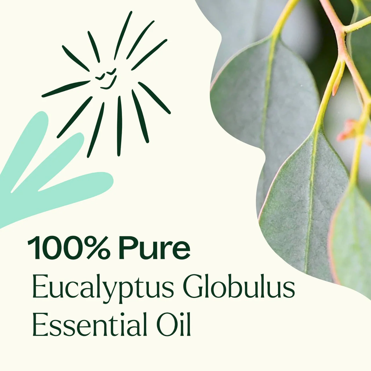 Eucalyptus Globulus Essential Oil - Image 6