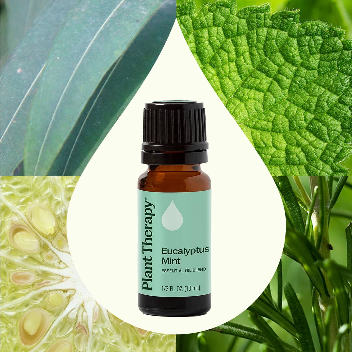 Eucalyptus Mint Essential Oil Blend - Image 2