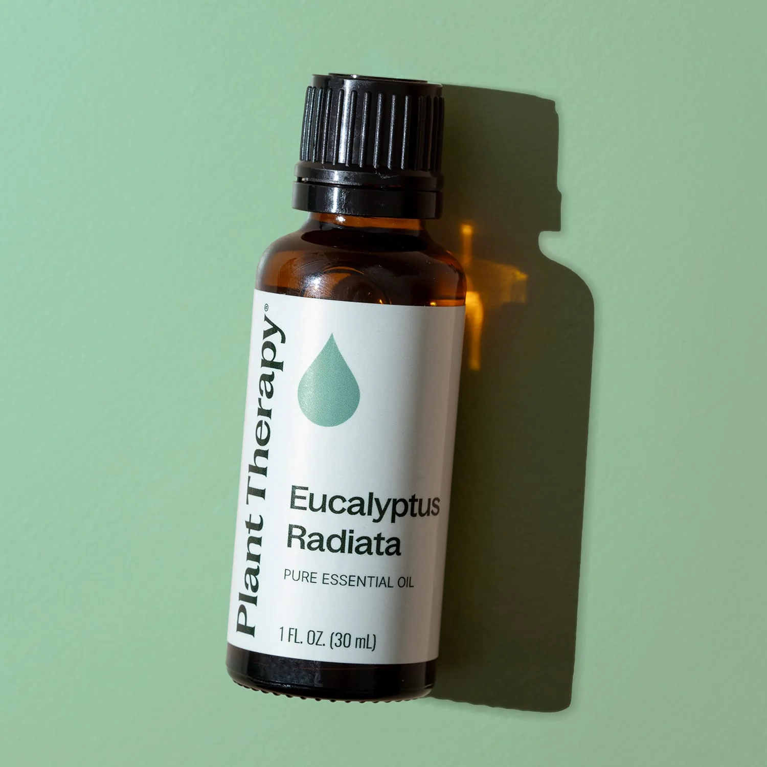 Eucalyptus Radiata Essential Oil - Image 10