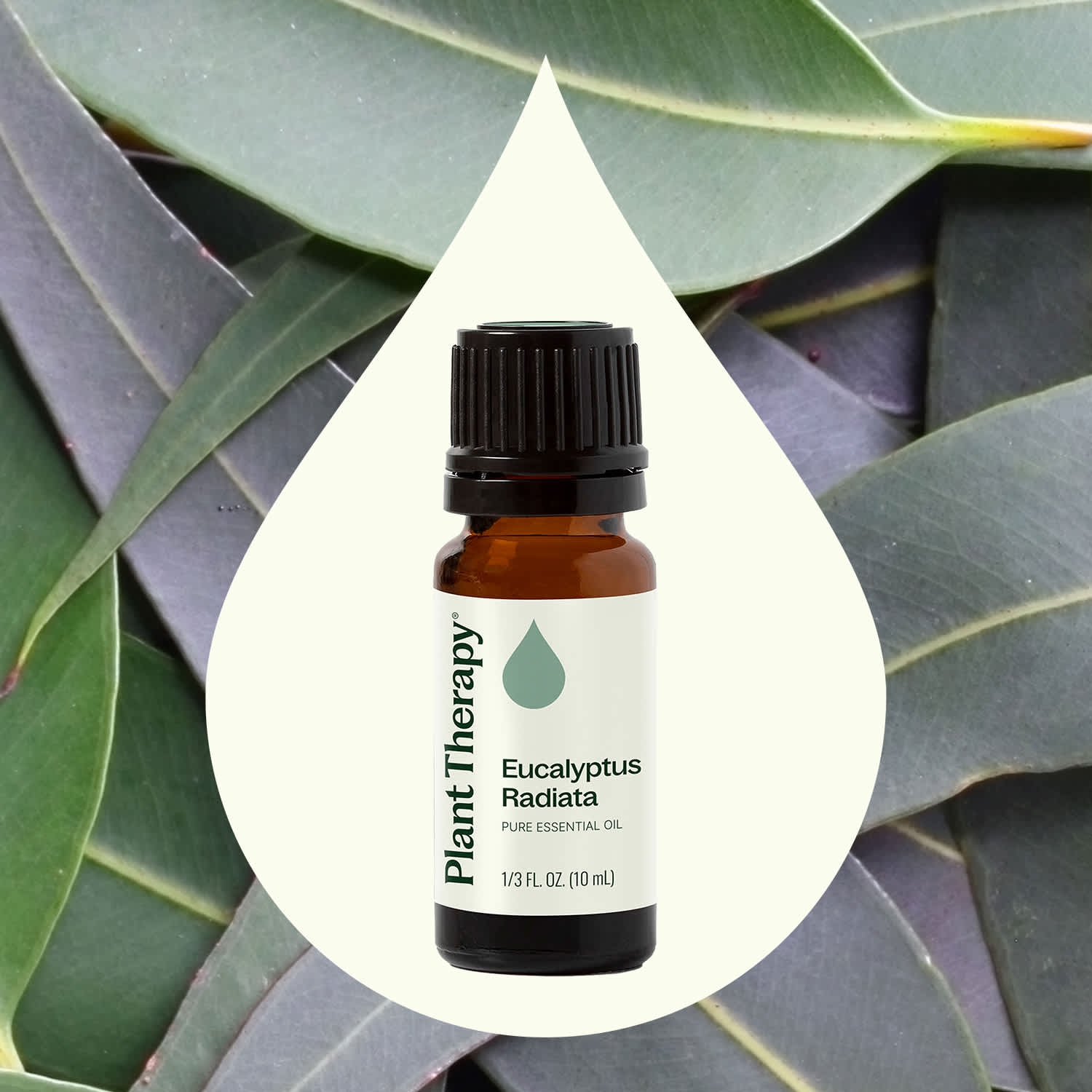 Eucalyptus Radiata Essential Oil - Image 2