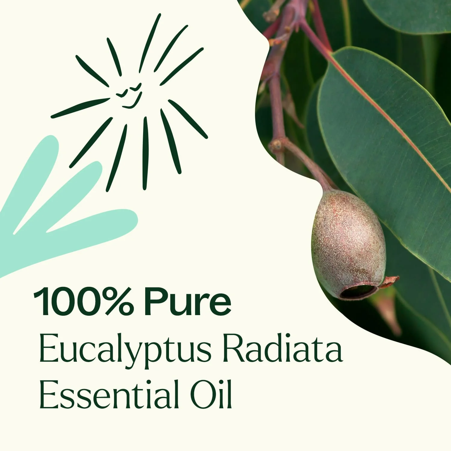 Eucalyptus Radiata Essential Oil - Image 4