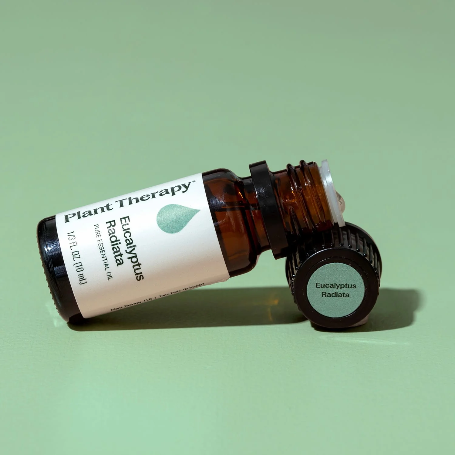 Eucalyptus Radiata Essential Oil - Image 7