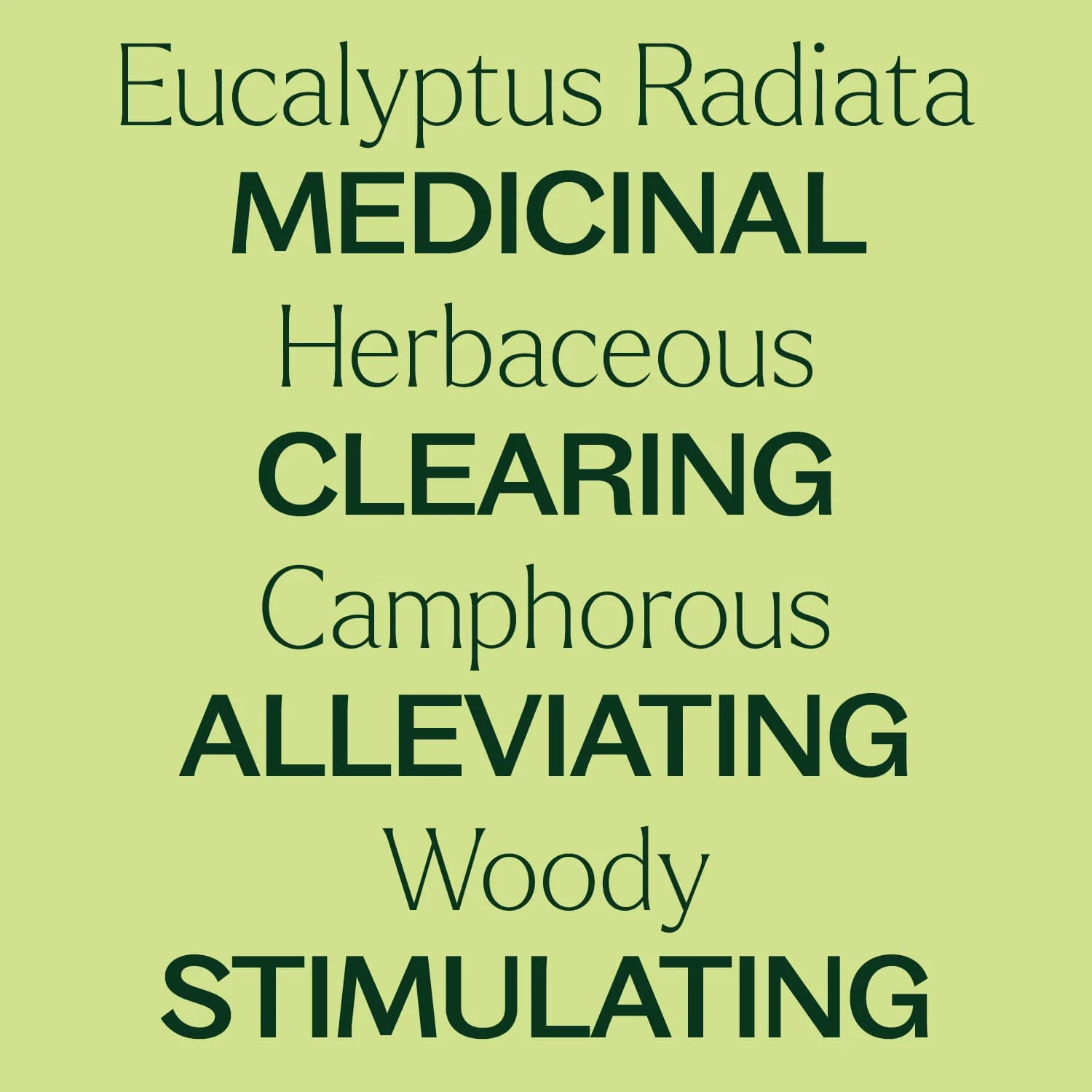 Eucalyptus Radiata Essential Oil - Image 8