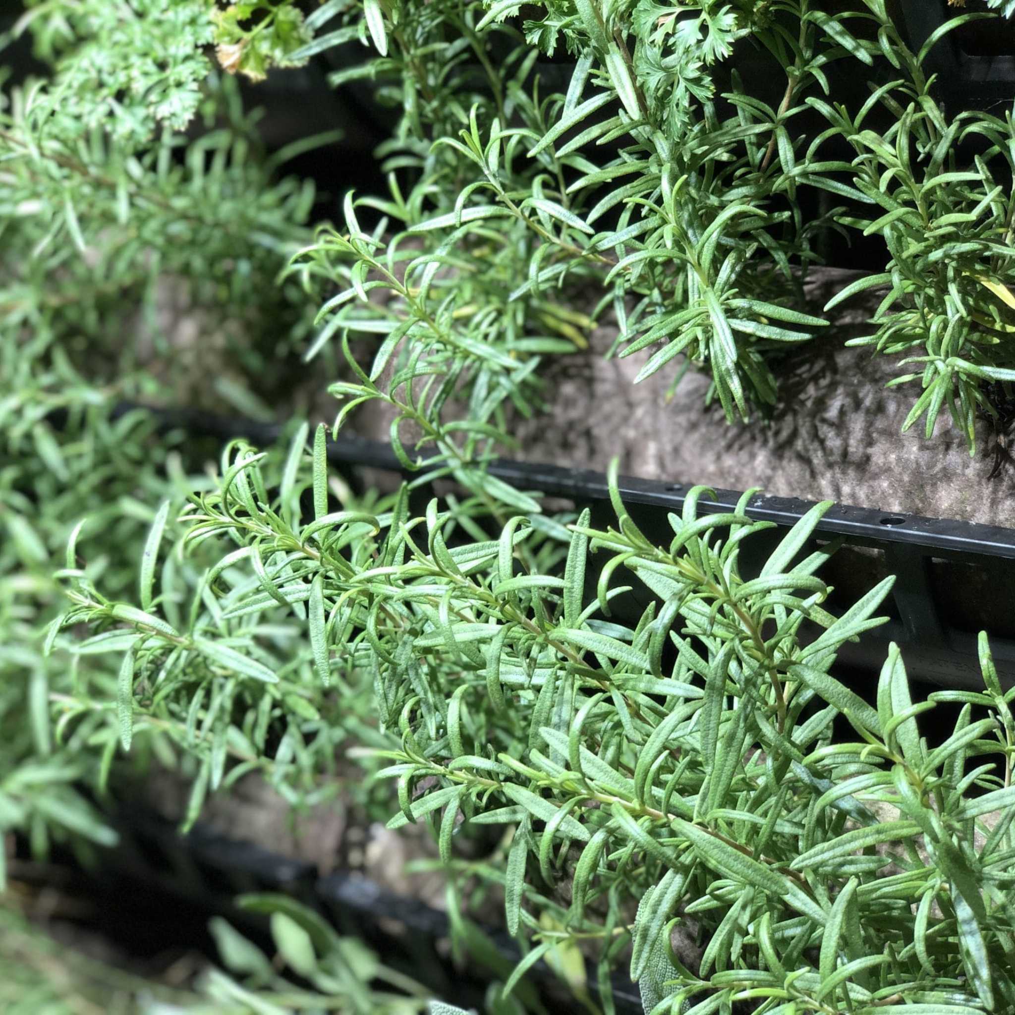 Filled Ellepot Pouches for Vertical Gardens - Image 4